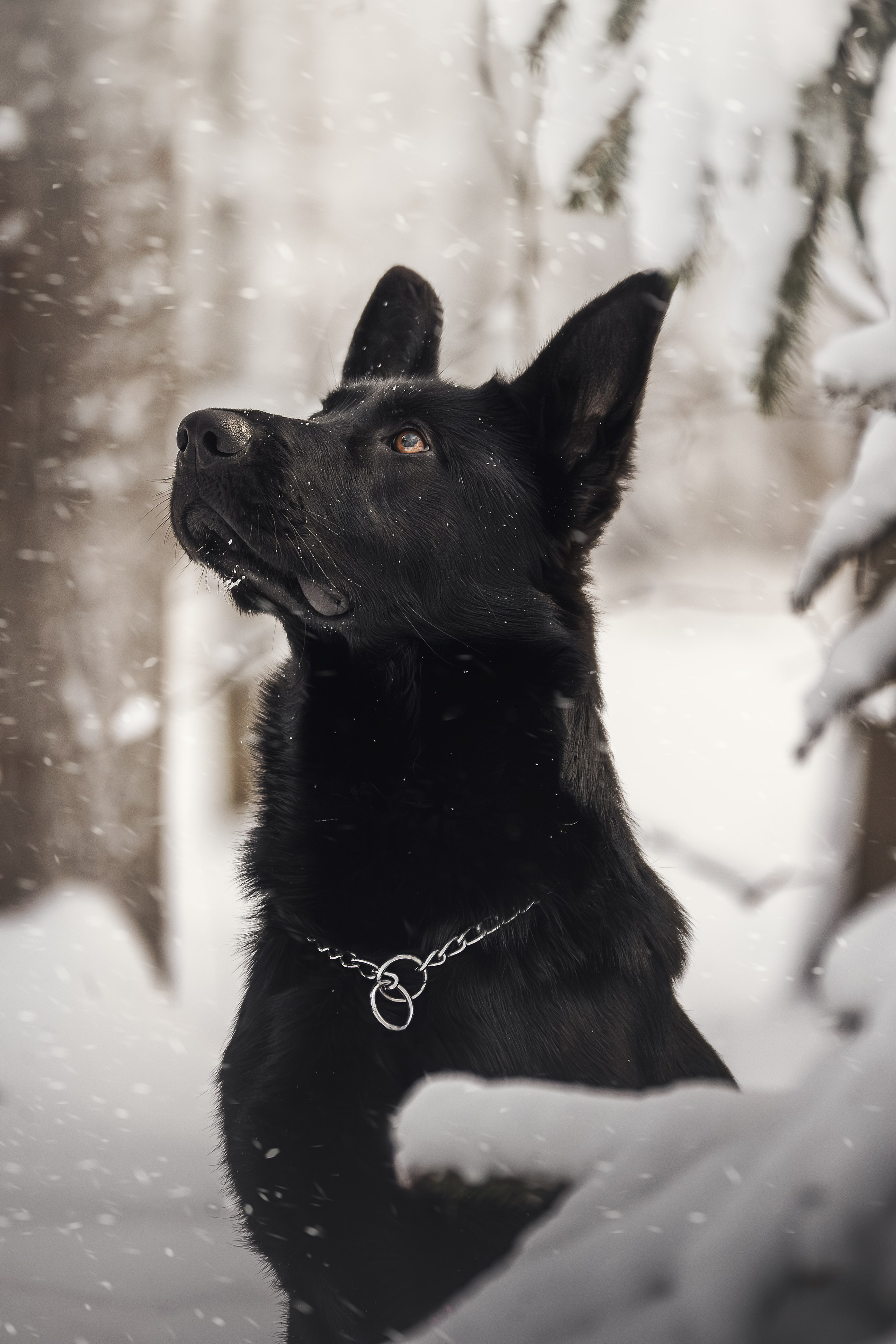 Собаки. Фотограф-анималист Нижний Новгород