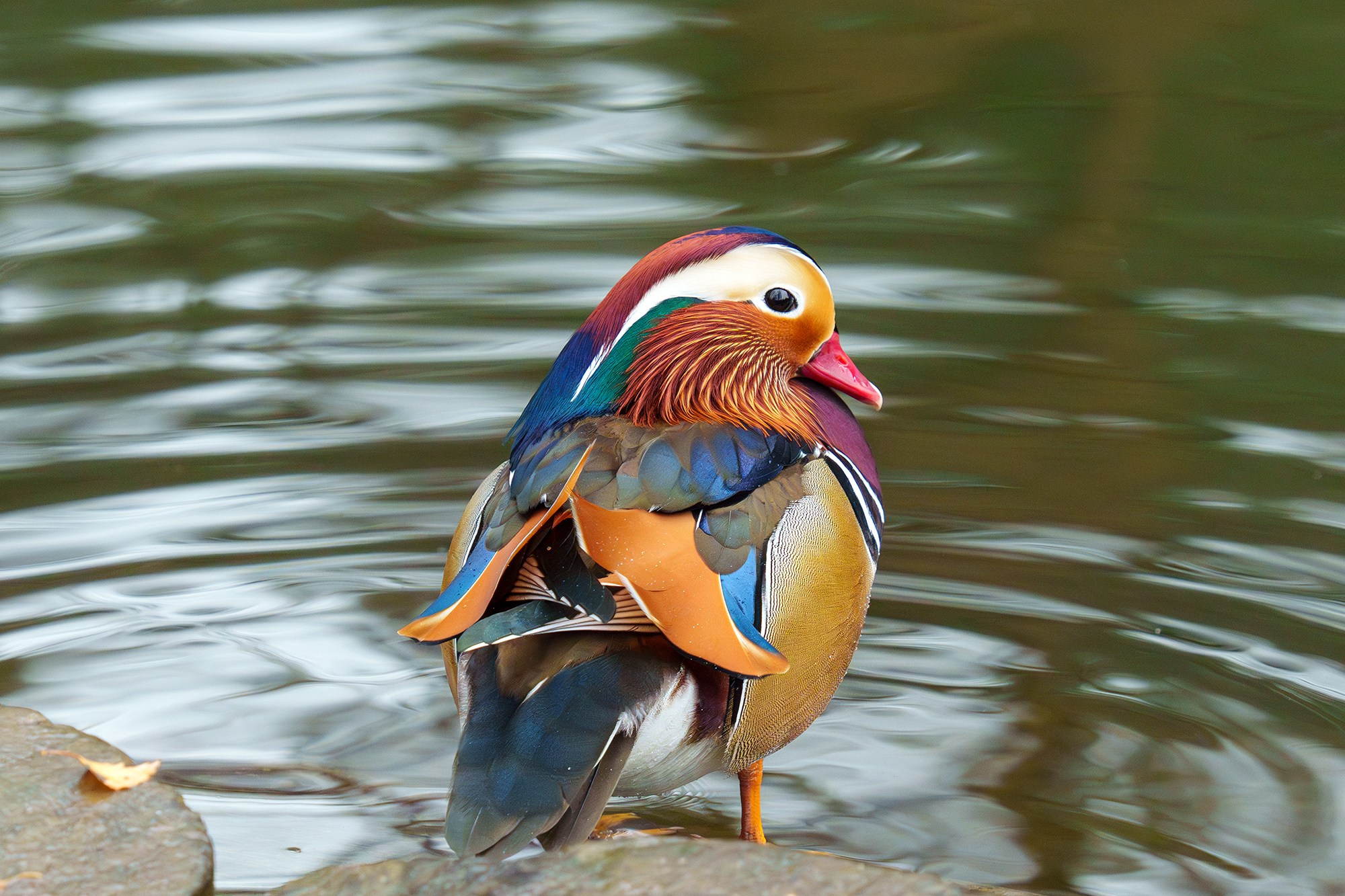 Удивительные мир птиц. Вокруг нас столько прекрасного — присмотритесь!. Ваш личный фотограф Марина Волкова