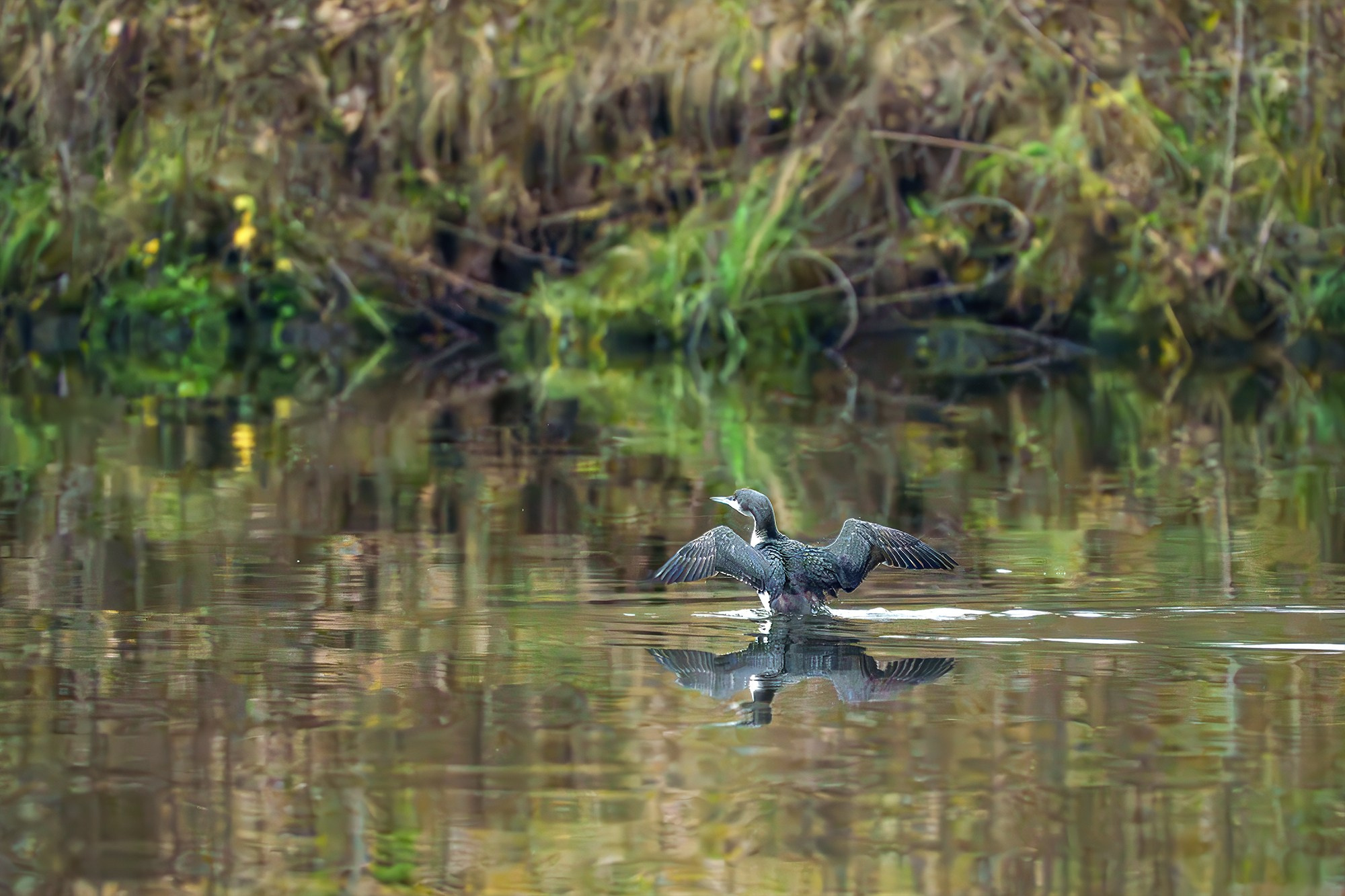 Природа. Ваш личный фотограф Марина Волкова