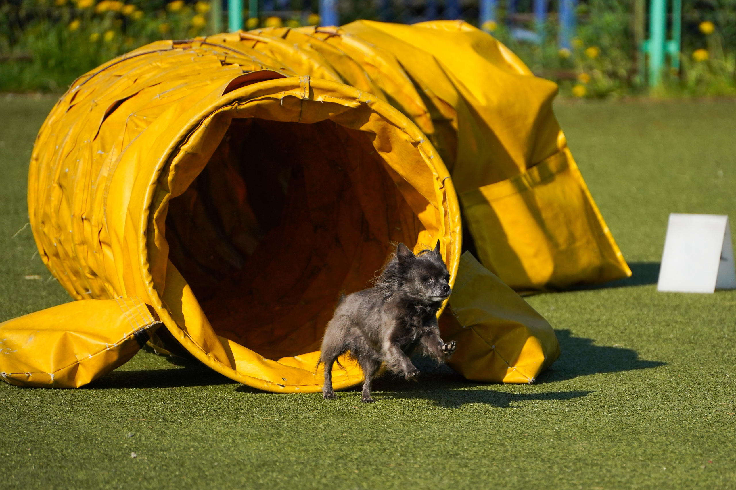Аджилити 25.05.24, Санкт-Петербург. Фотограф-анималист Анастасия Большакова