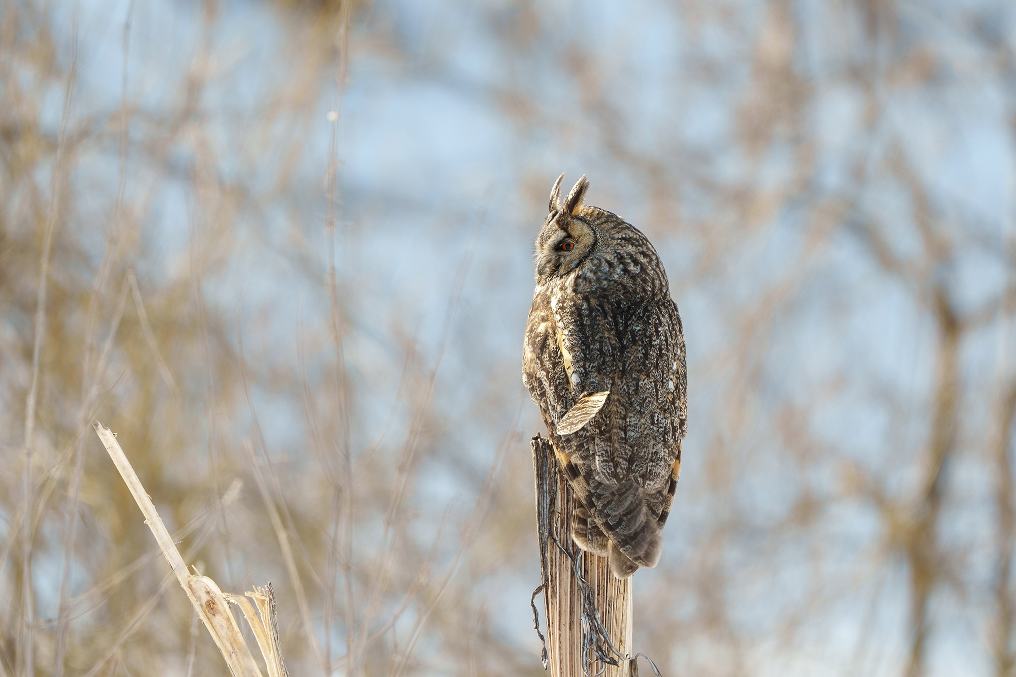 Удивительные мир птиц. Вокруг нас столько прекрасного — присмотритесь!. Ваш личный фотограф Марина Волкова