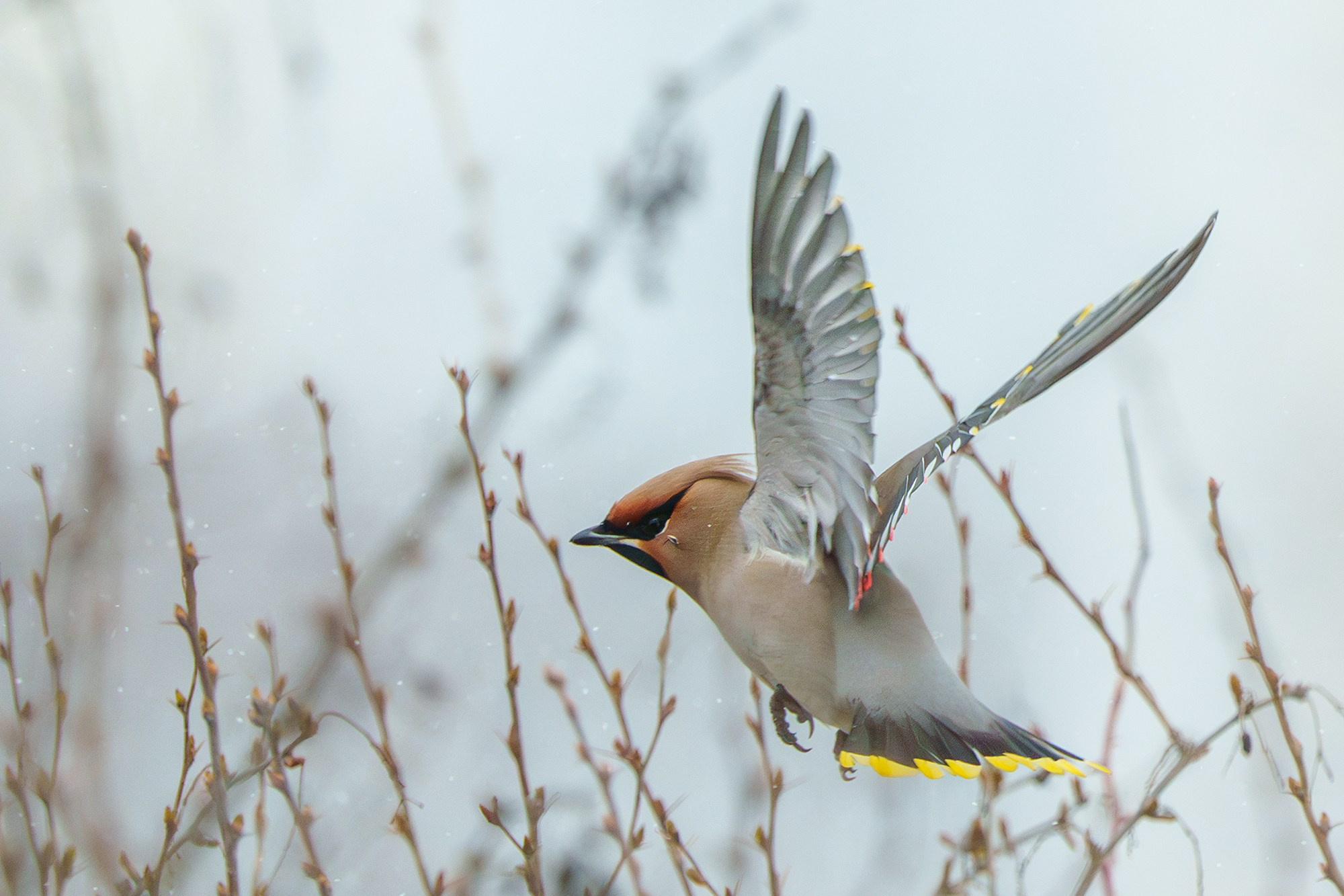 Удивительные мир птиц. Вокруг нас столько прекрасного — присмотритесь!. Ваш личный фотограф Марина Волкова
