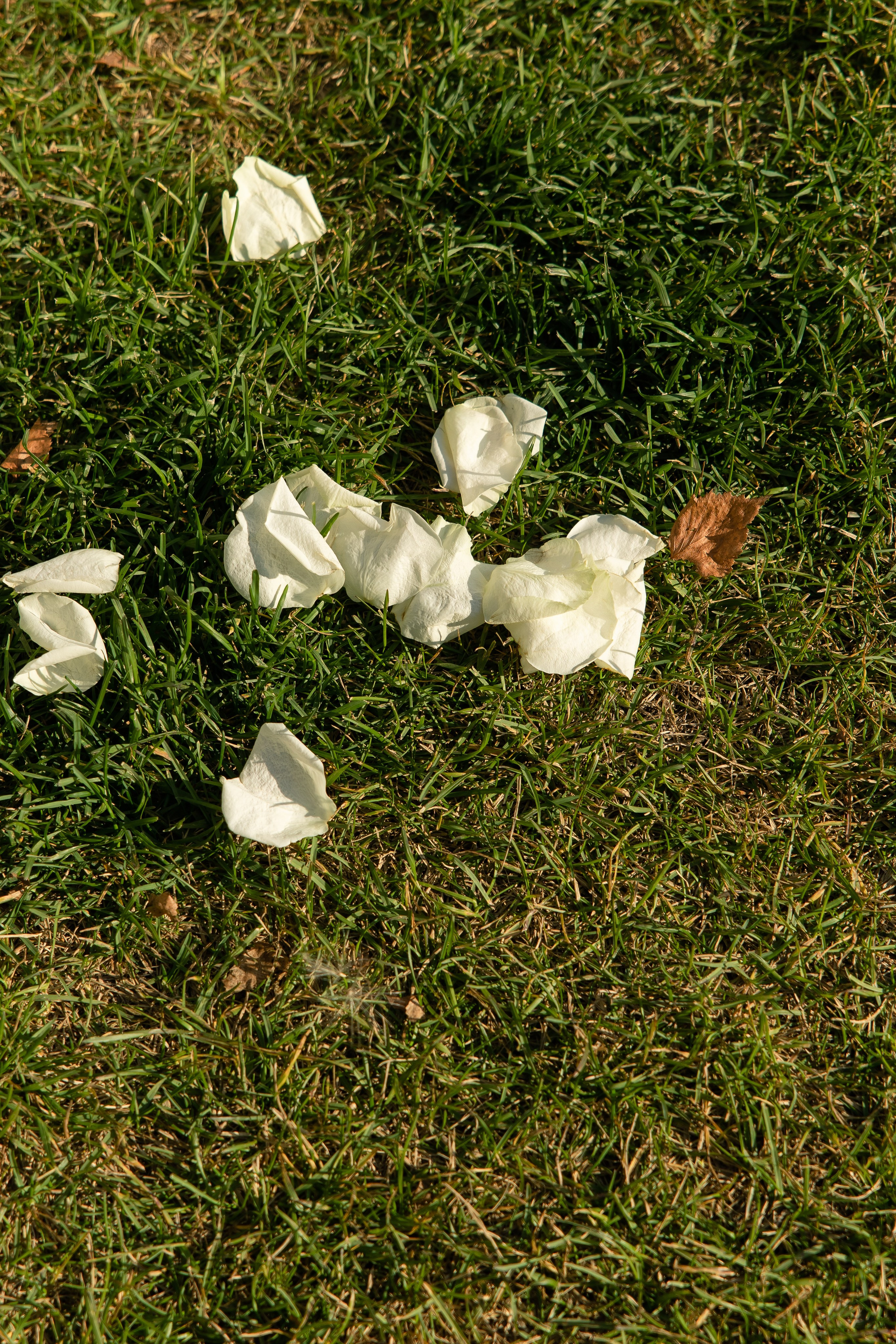 Олег и Варя. Свадебный и семейный фотограф в Новосибирске Наталья Зорина