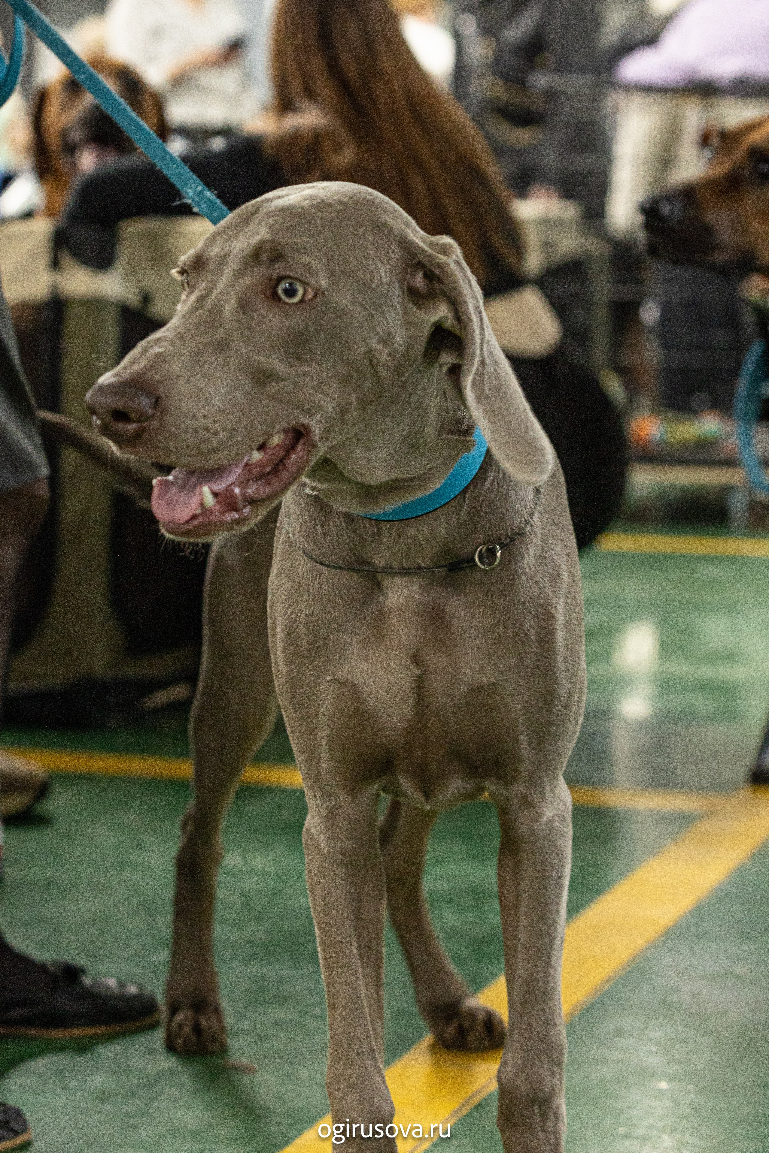 РОО КЛЖ «Олимп"+"Империя"+"Виктория».Выставка собак. Фотограф Ольга Гирусова «Пантерочка» Москва