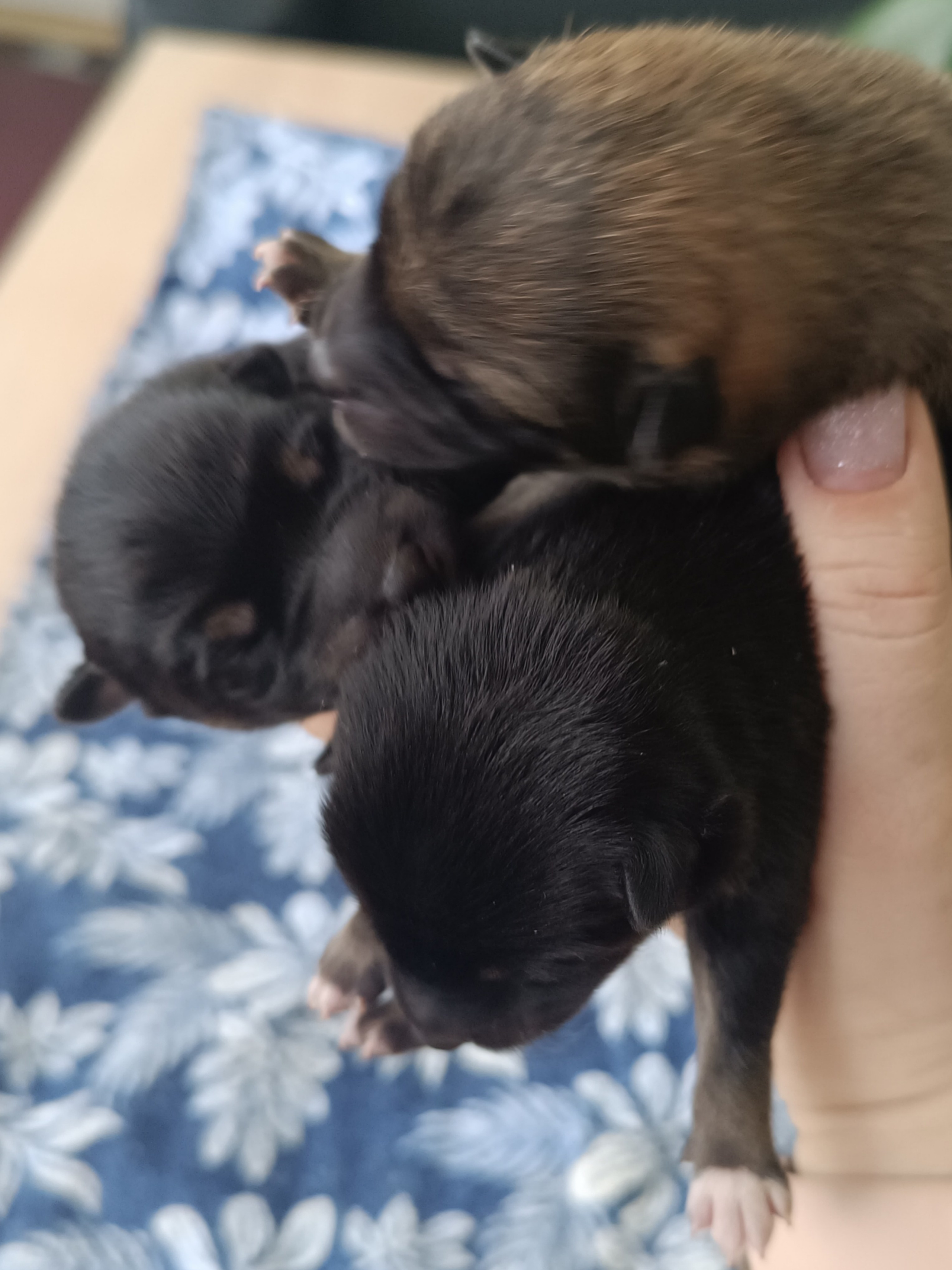 сиба питомник Рубилайт щенки на продажу rubylight  сиба щенки купить СПб Санкт-Петербург 