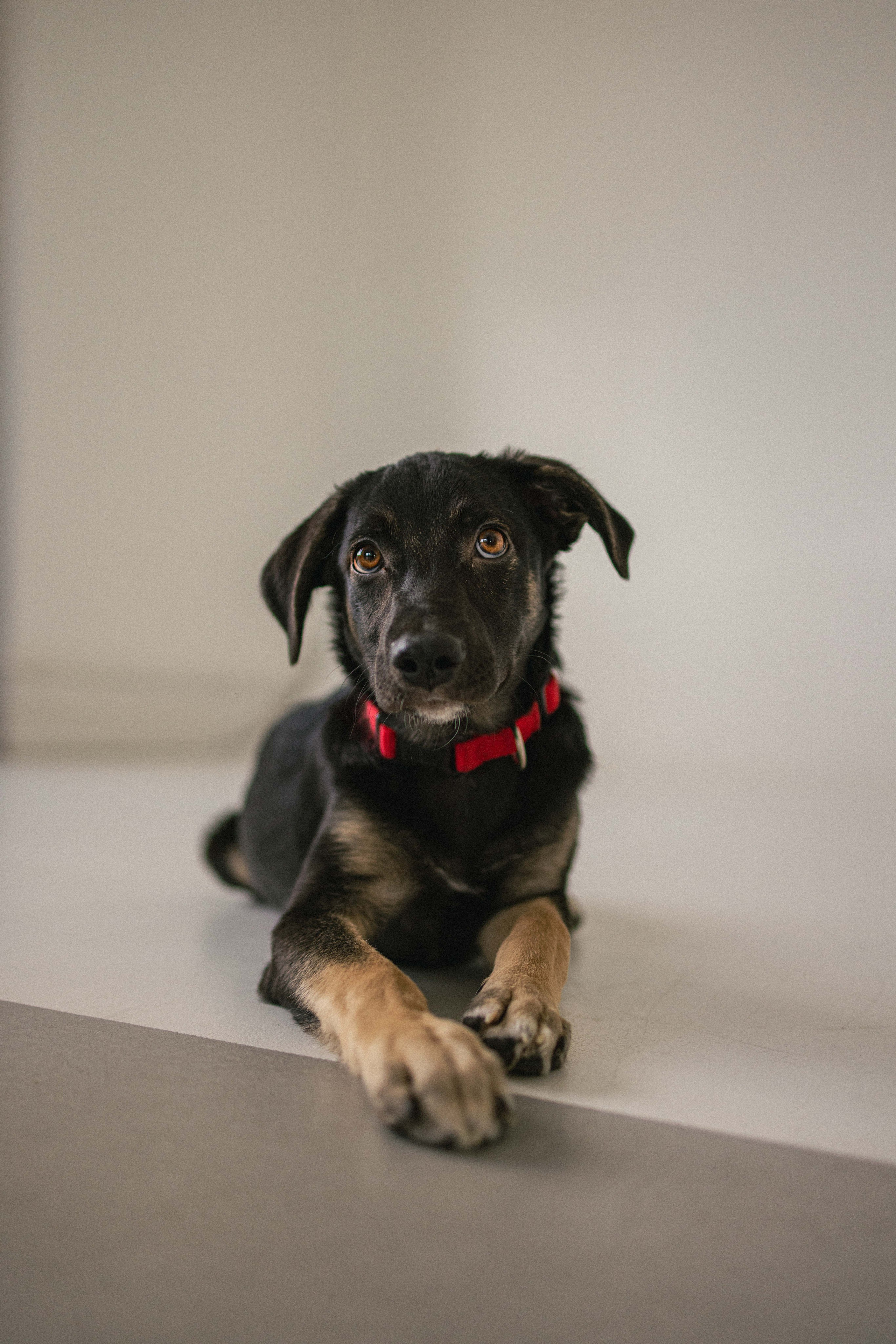 Крис и Тэдди. Фотограф-анималист в Москве Лера Черноног