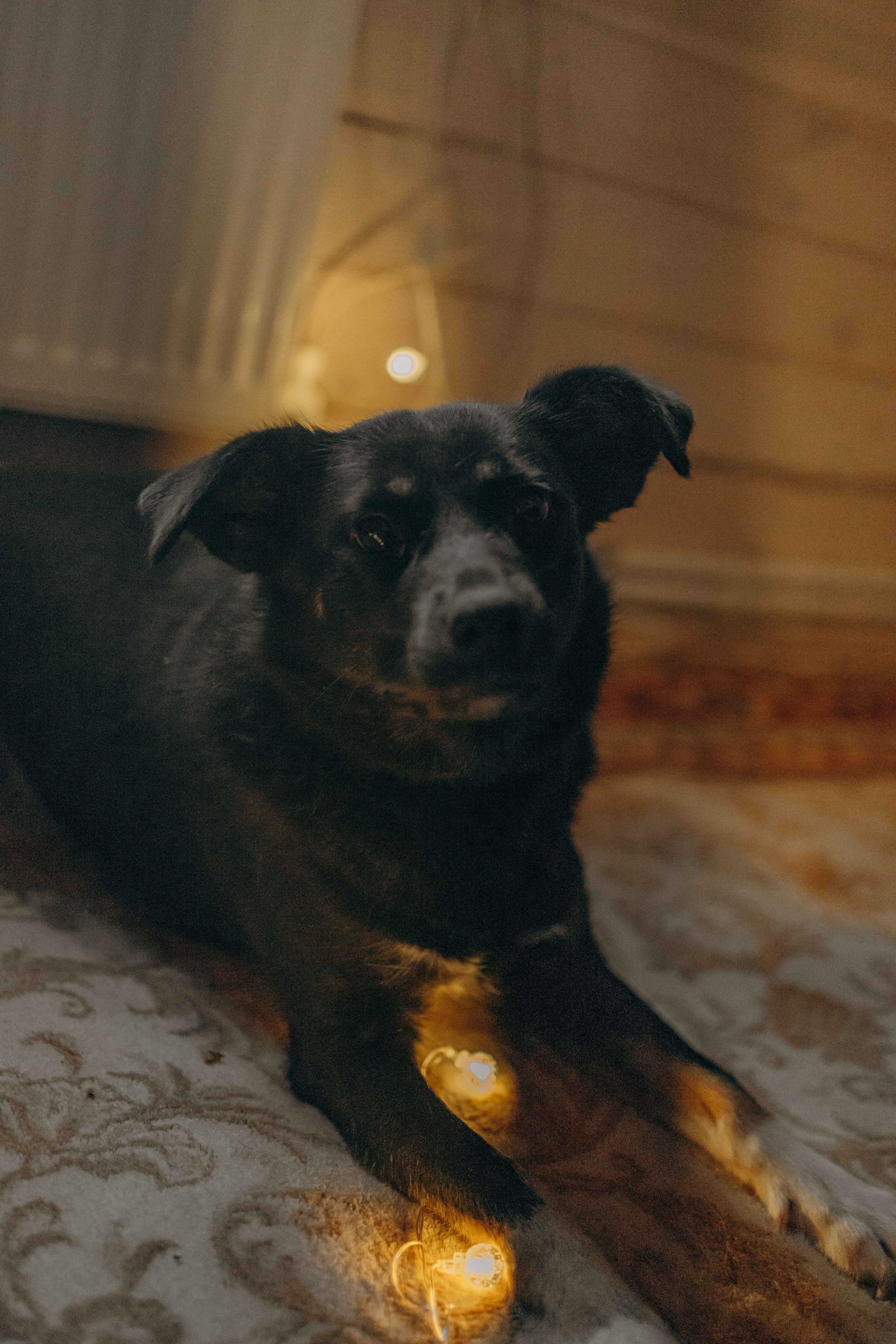 Передержка. Фотограф-анималист в Москве Лера Черноног