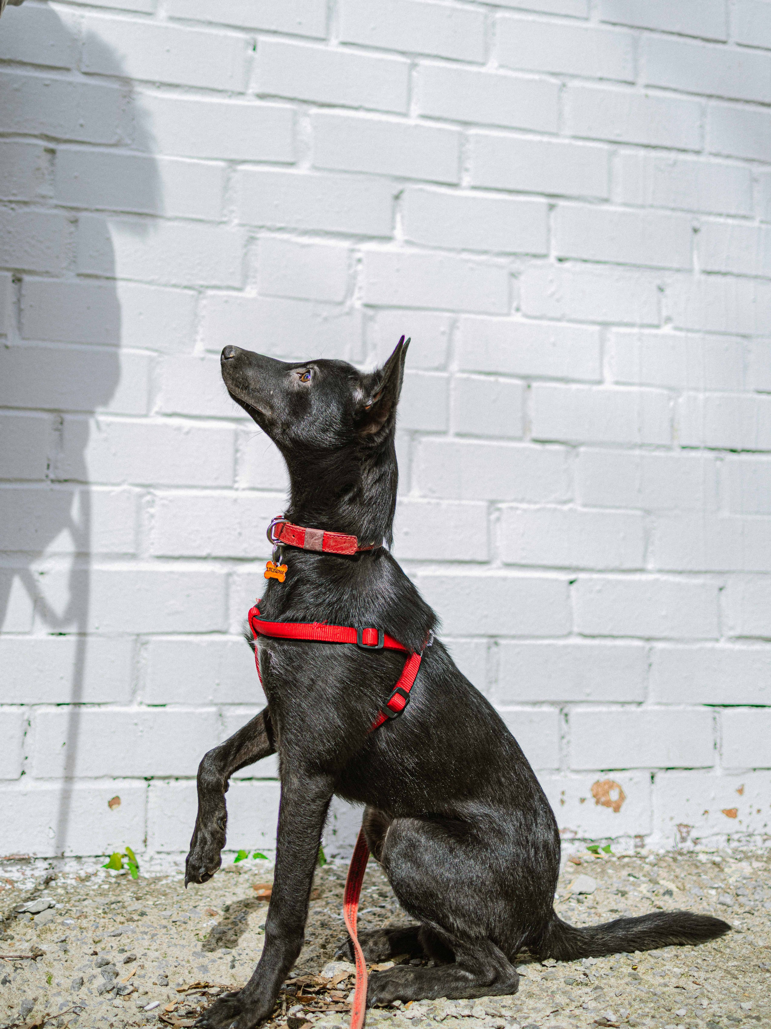 Булька. Фотограф-анималист в Москве Лера Черноног