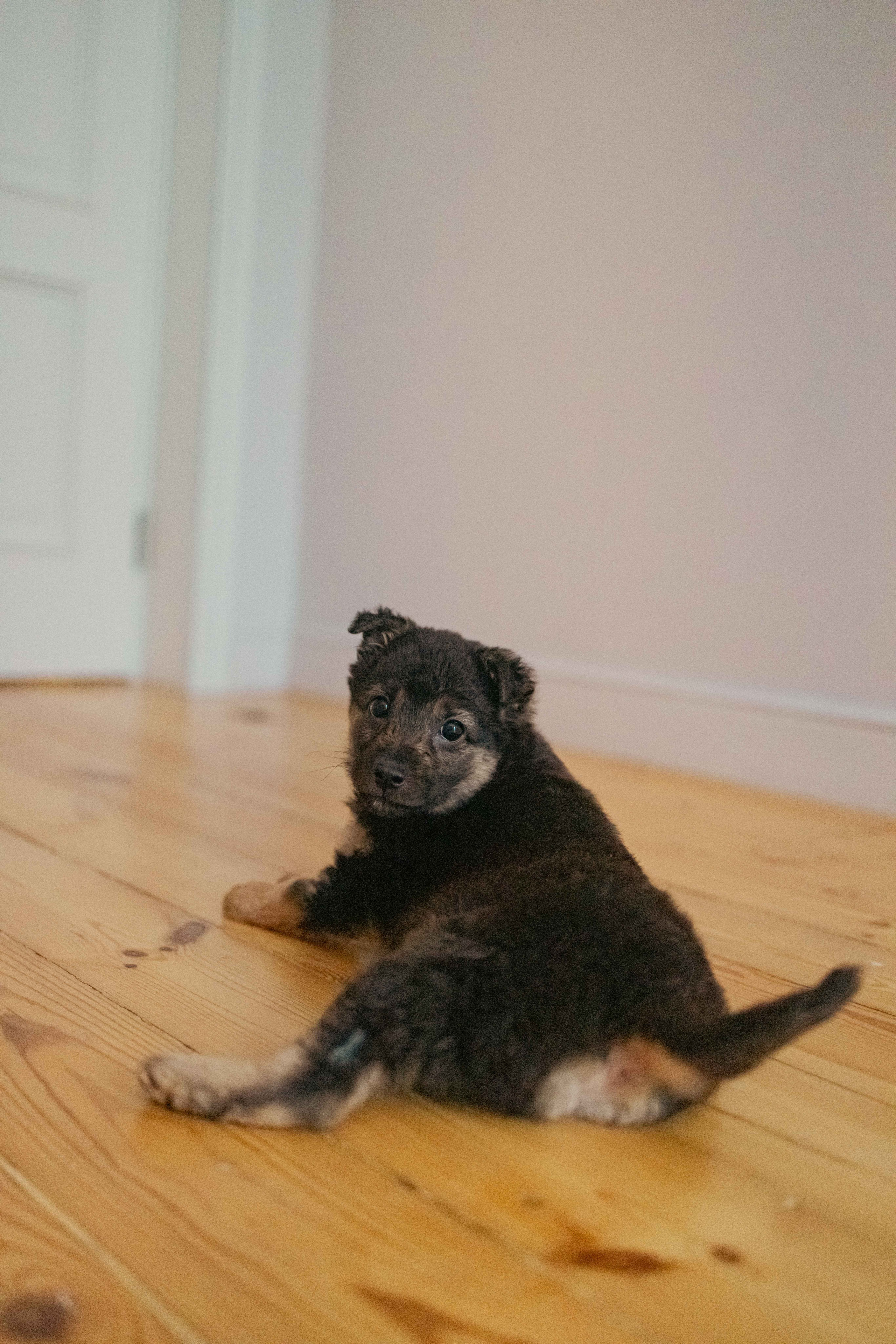 Пеппа. Фотограф-анималист в Москве Лера Черноног