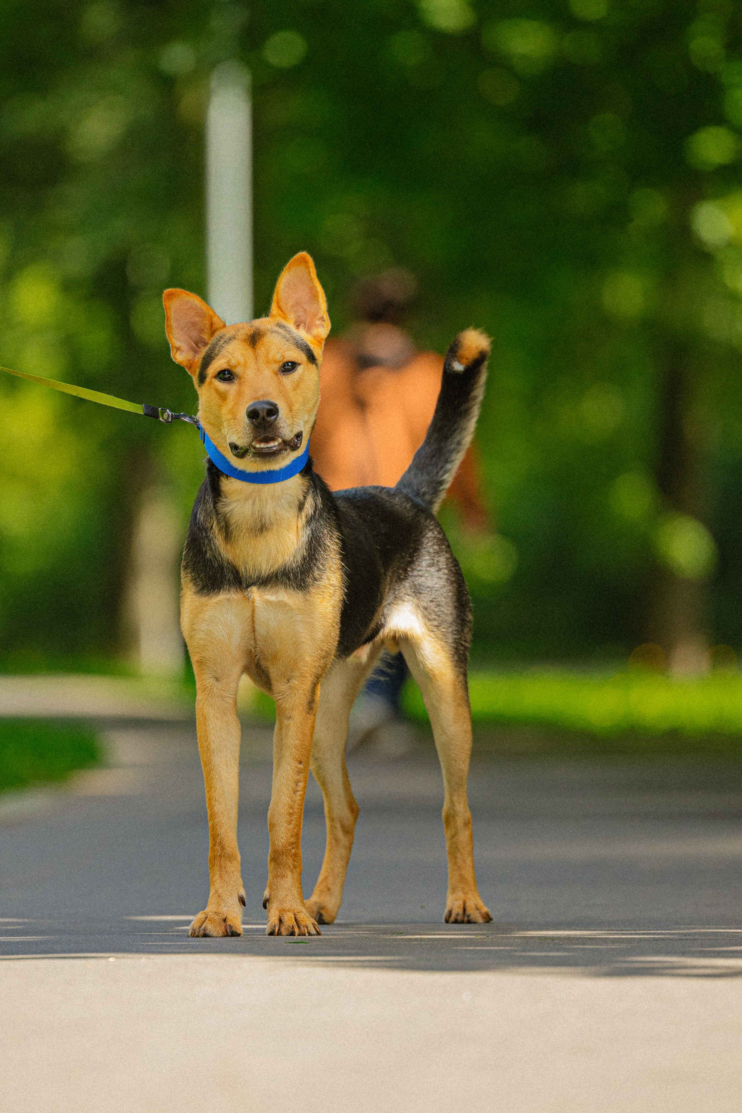 Джеки. Фотограф-анималист в Москве Лера Черноног