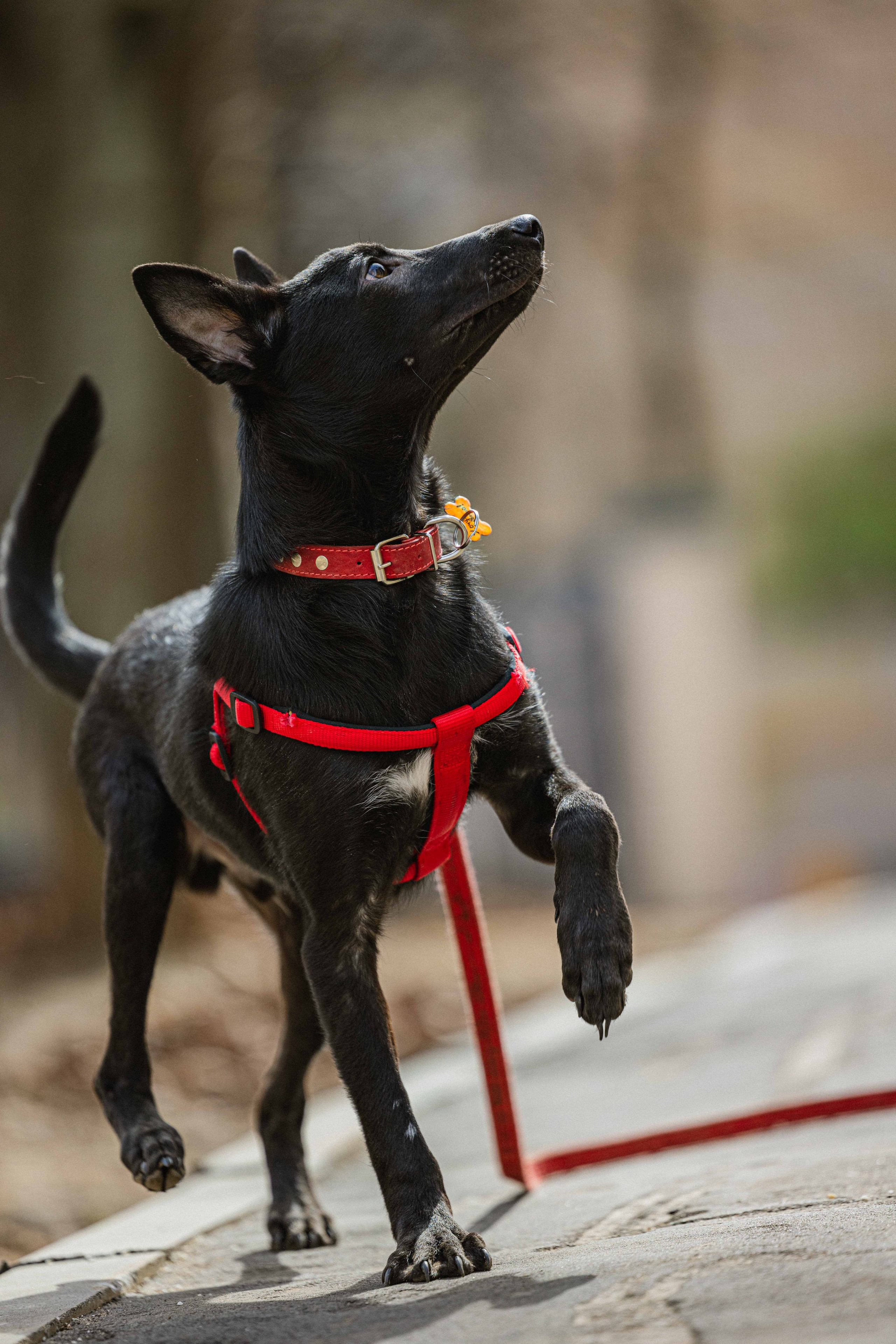 Булька. Фотограф-анималист в Москве Лера Черноног