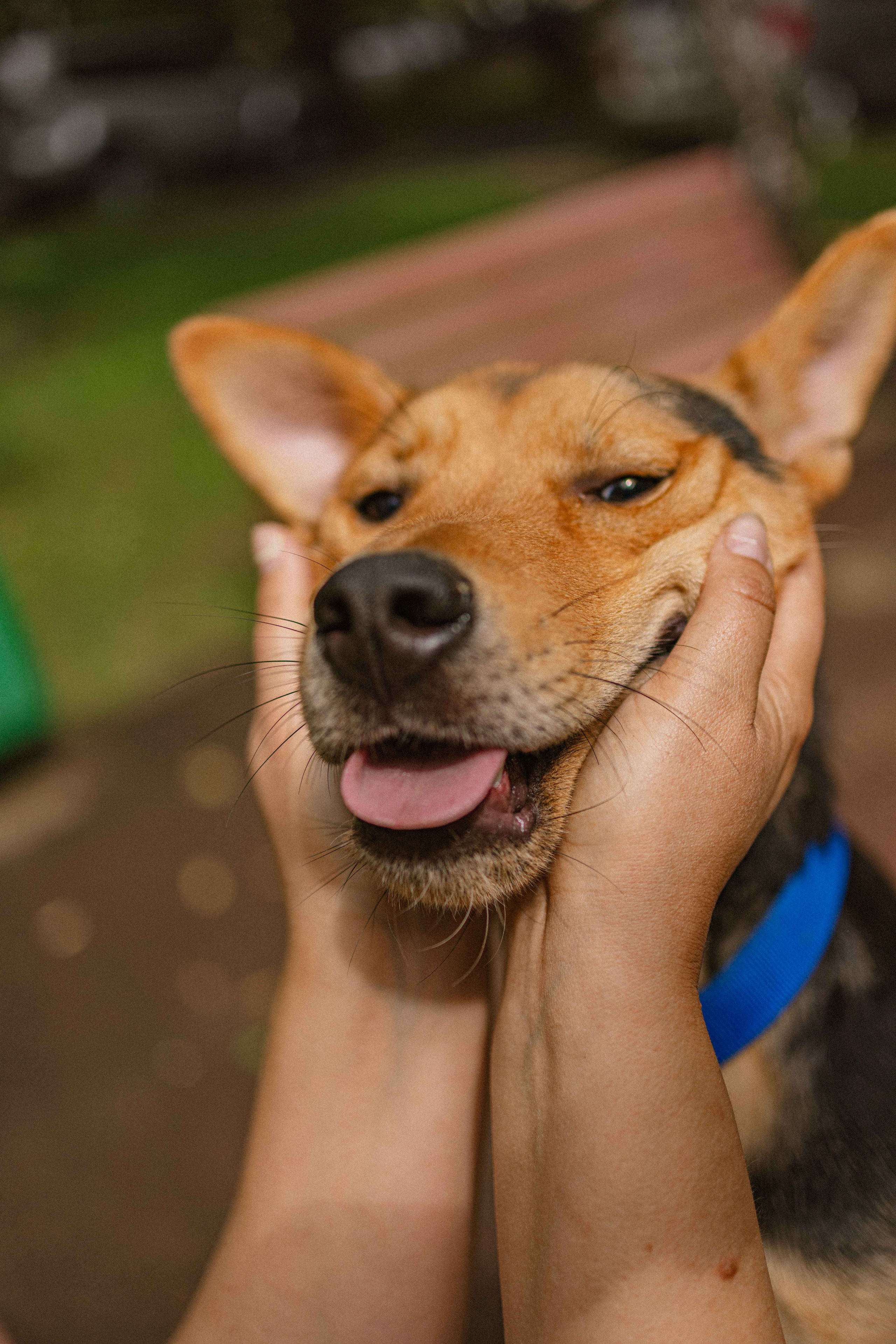 Джеки. Фотограф-анималист в Москве Лера Черноног