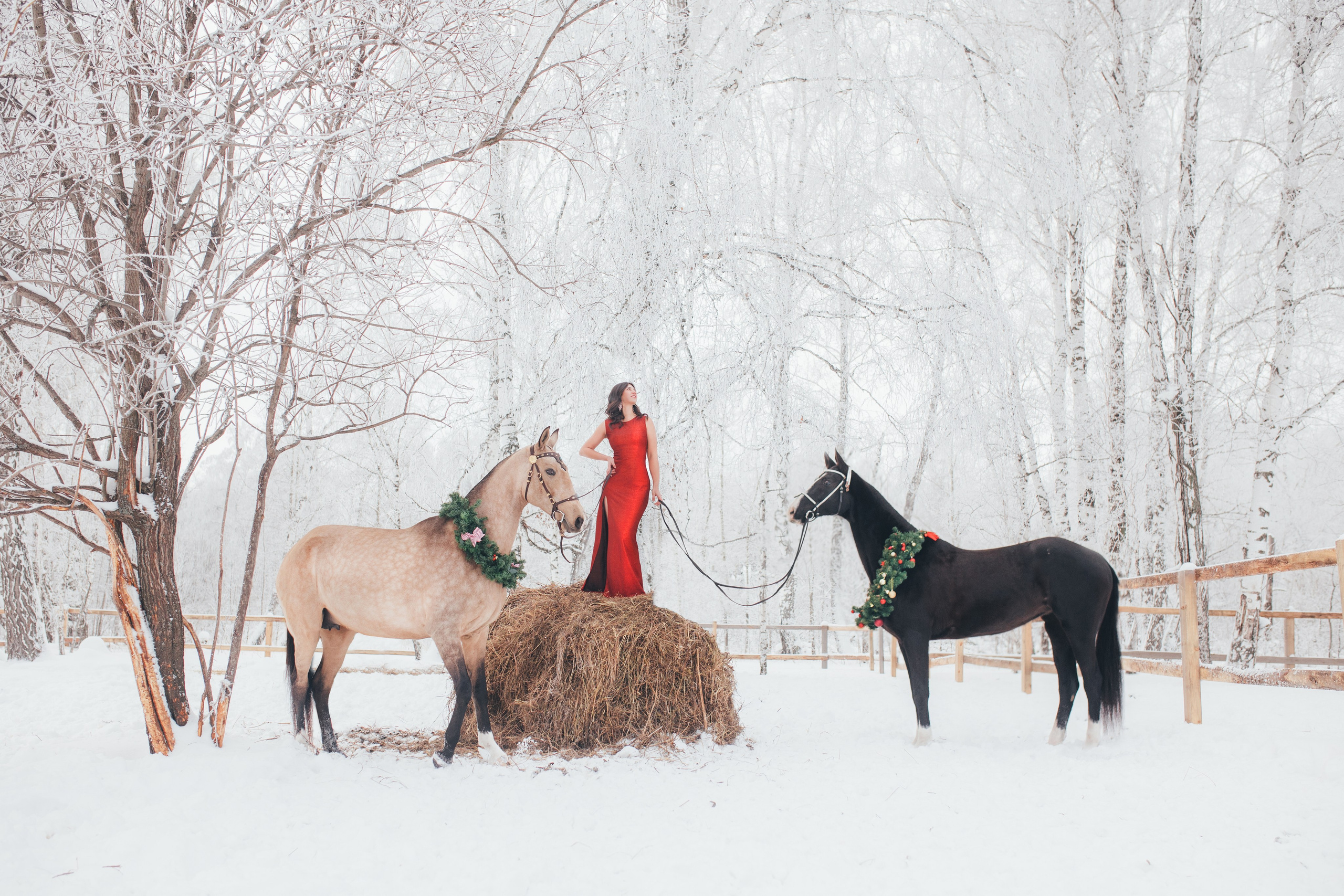 Фотосессии с лошадьми. Главная