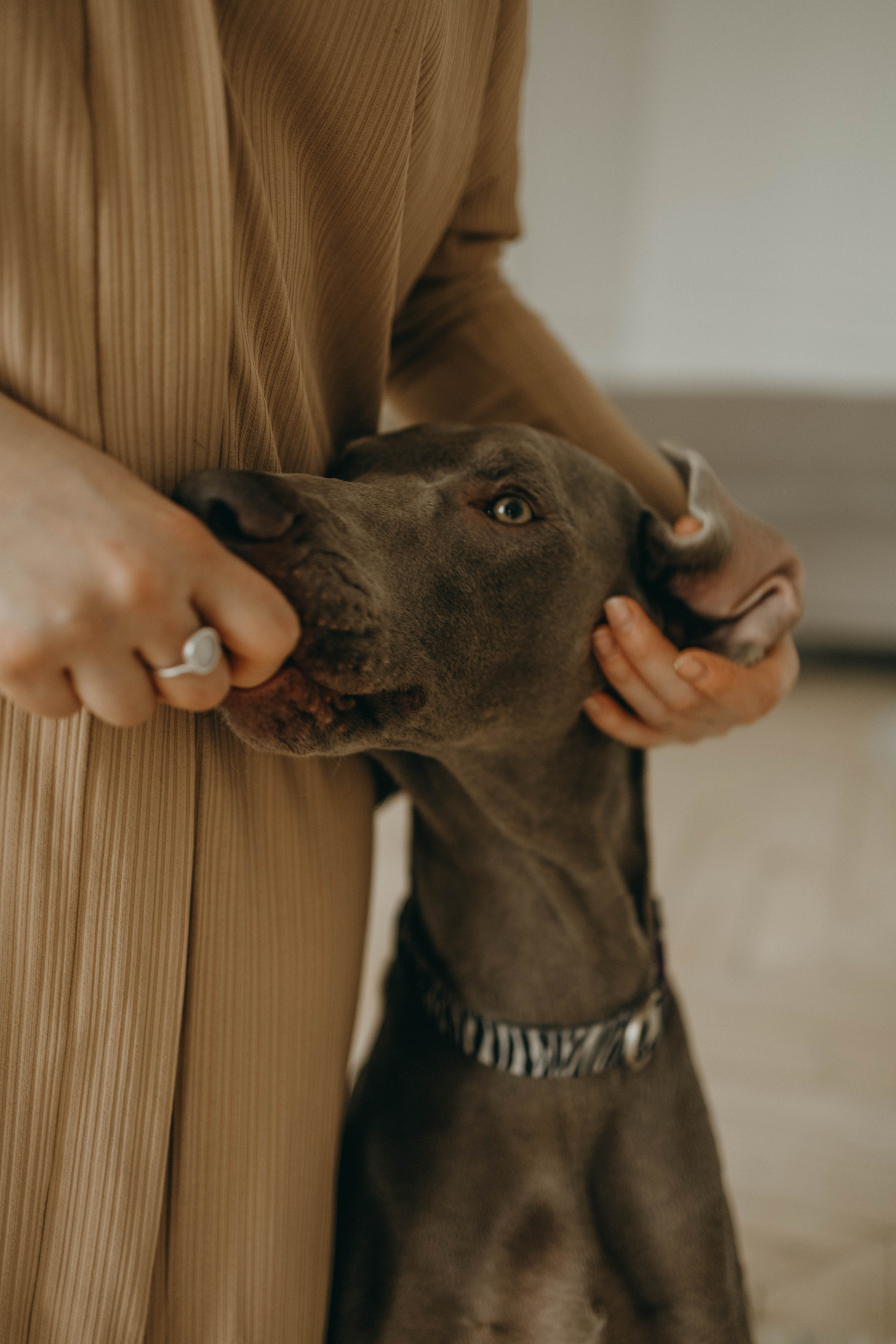 Фотосессия в студии с собакой. Фотограф-анималист в Екатеринбурге | Кристина