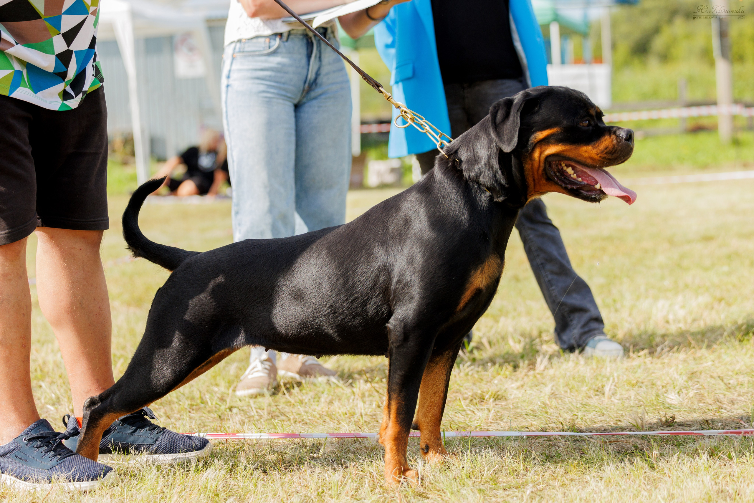 Рязань-Ховрино 10-11.08.2024 3хмоно ротвейлеров. Фотограф-анималист Юлия Германика