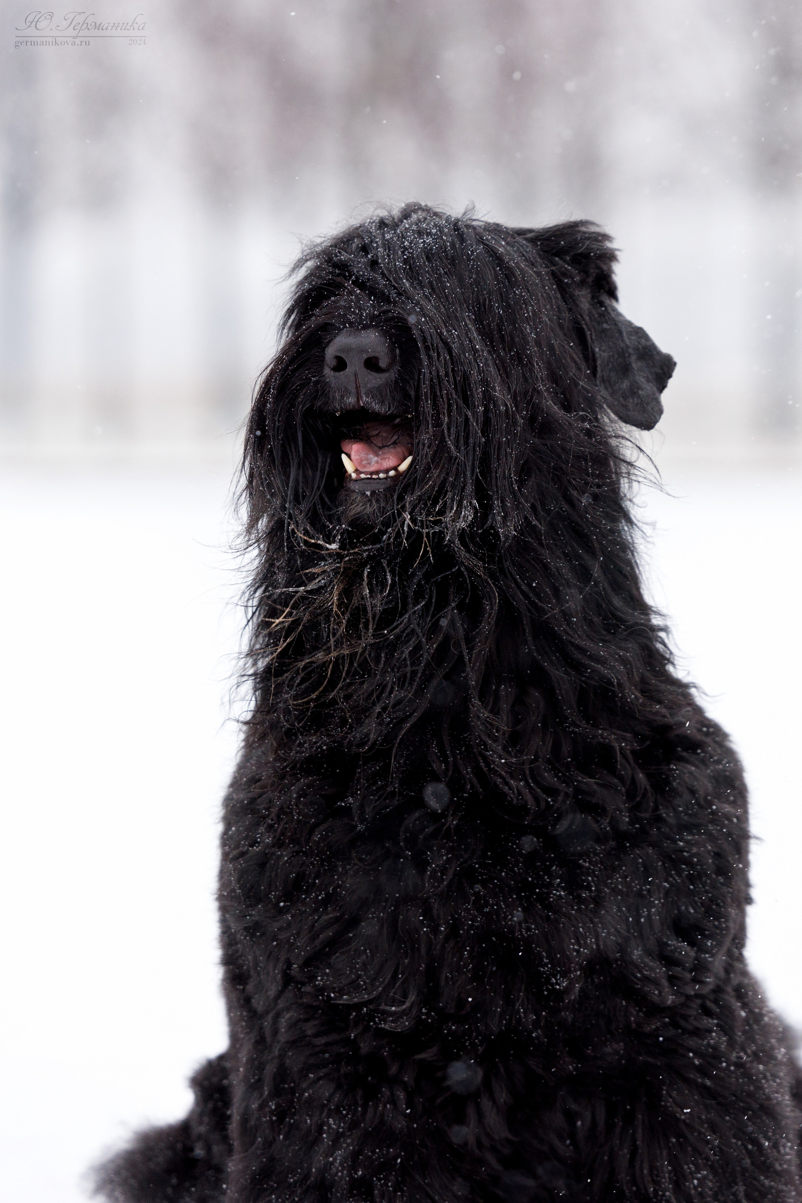 Санкт-Петербург 14.12.2024 ОС. Фотограф-анималист Юлия Германика
