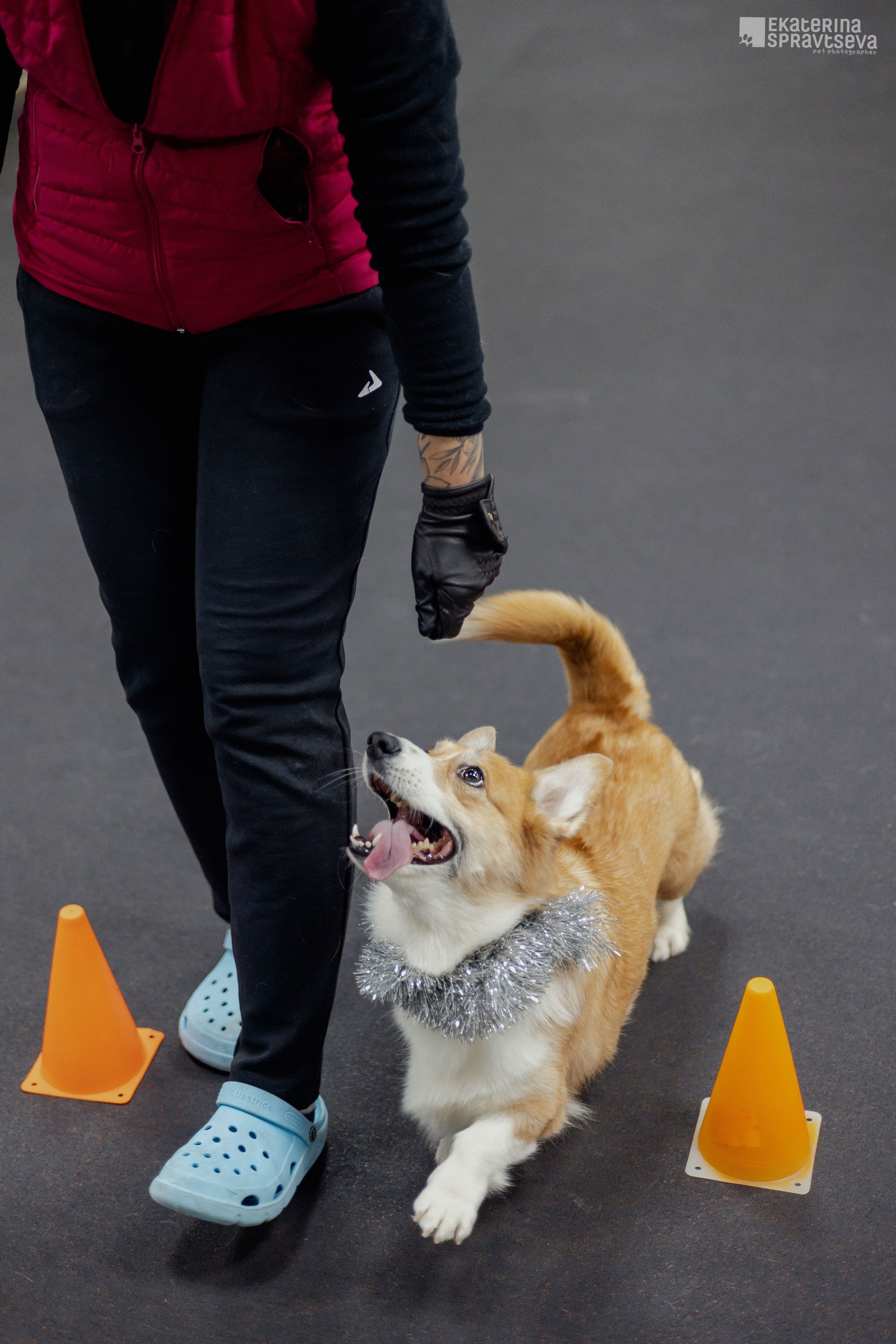Новогодний Ралли-обидиенс. Фотограф Анималист Екатерина Справцева в Нижнем Новгороде