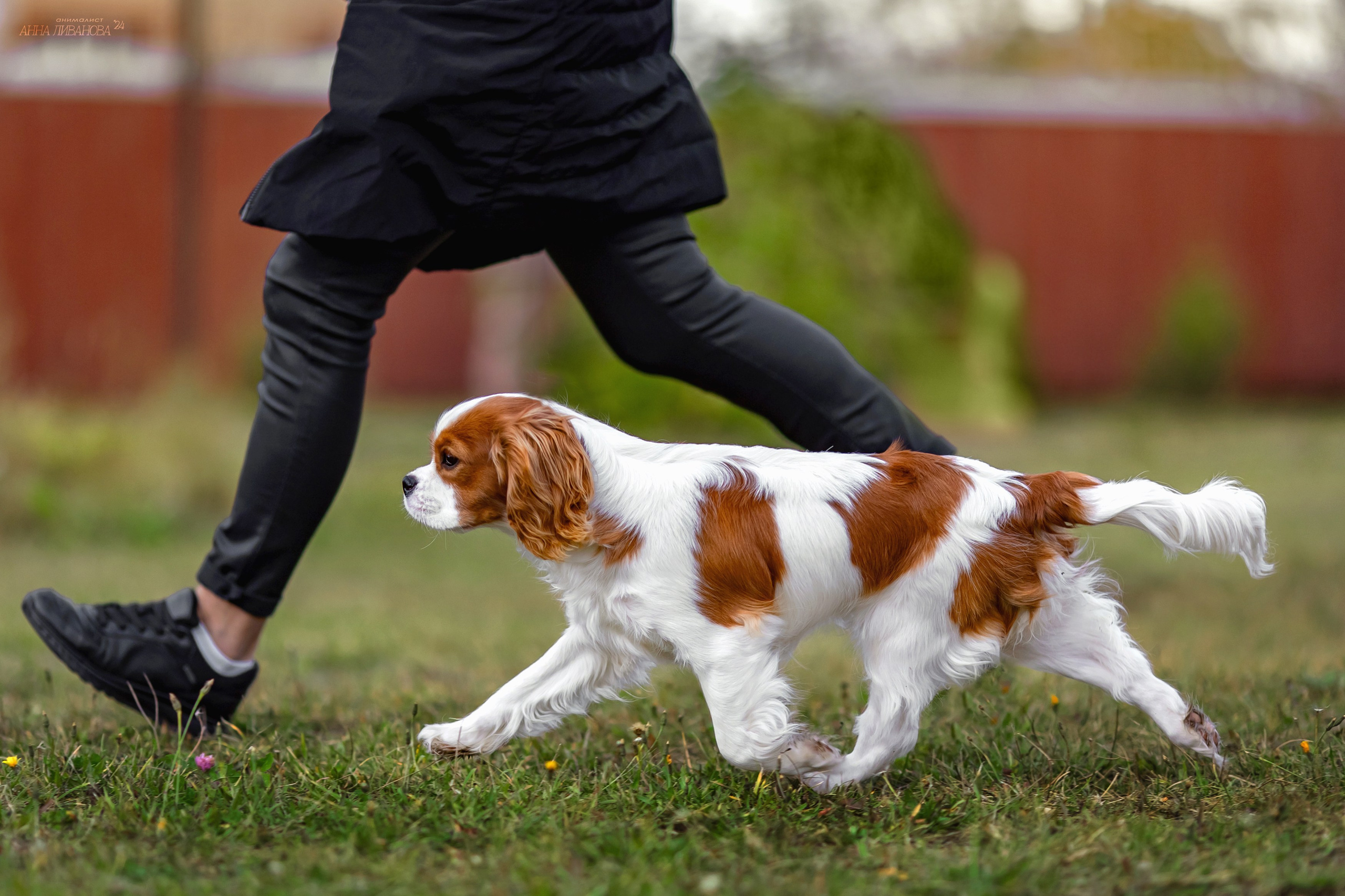 Кавалеры. Фотограф анималист Аня Ливанова | Рыбинск