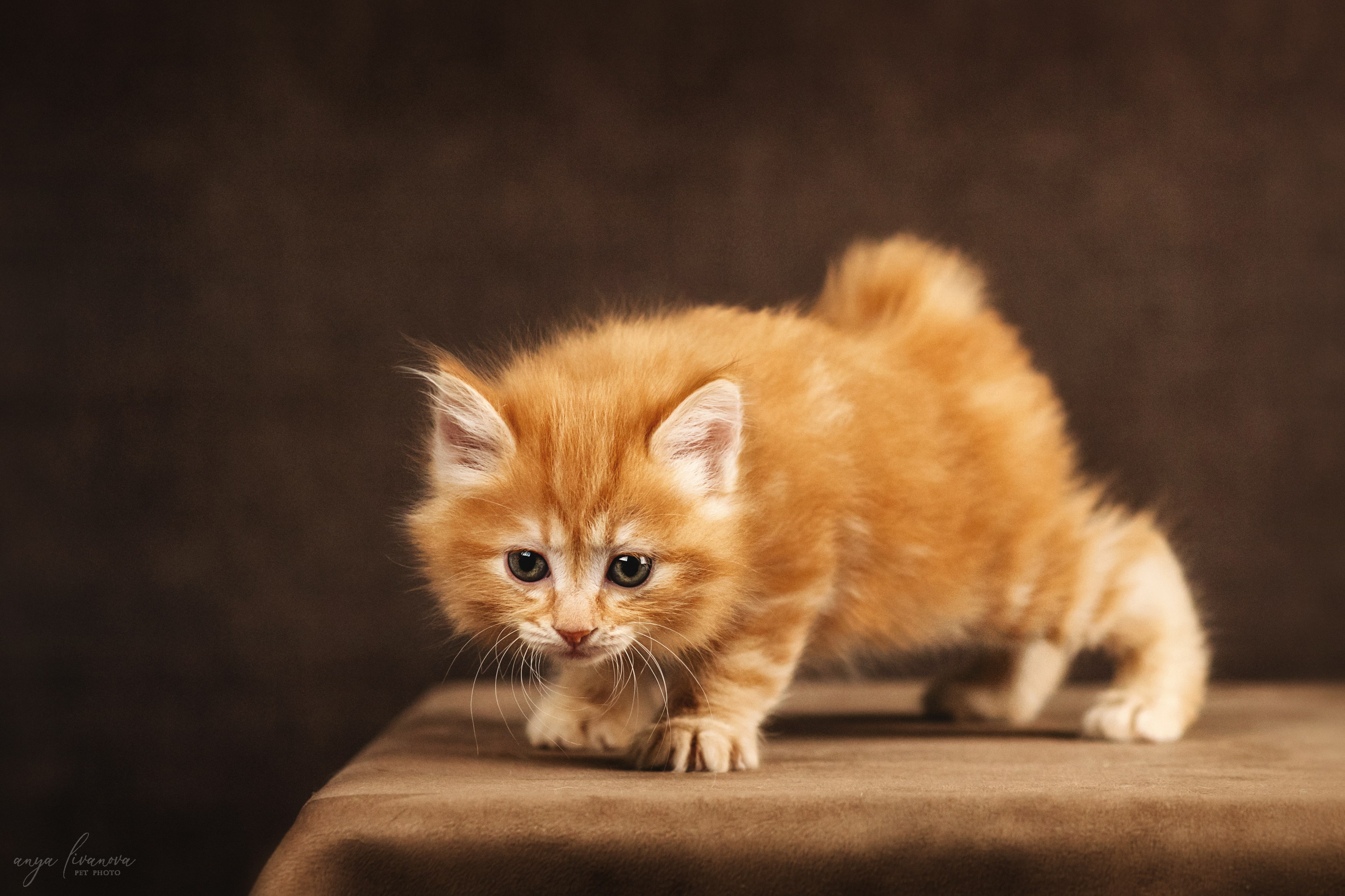 Курильские бобтейлы. Фотограф анималист Аня Ливанова | Рыбинск