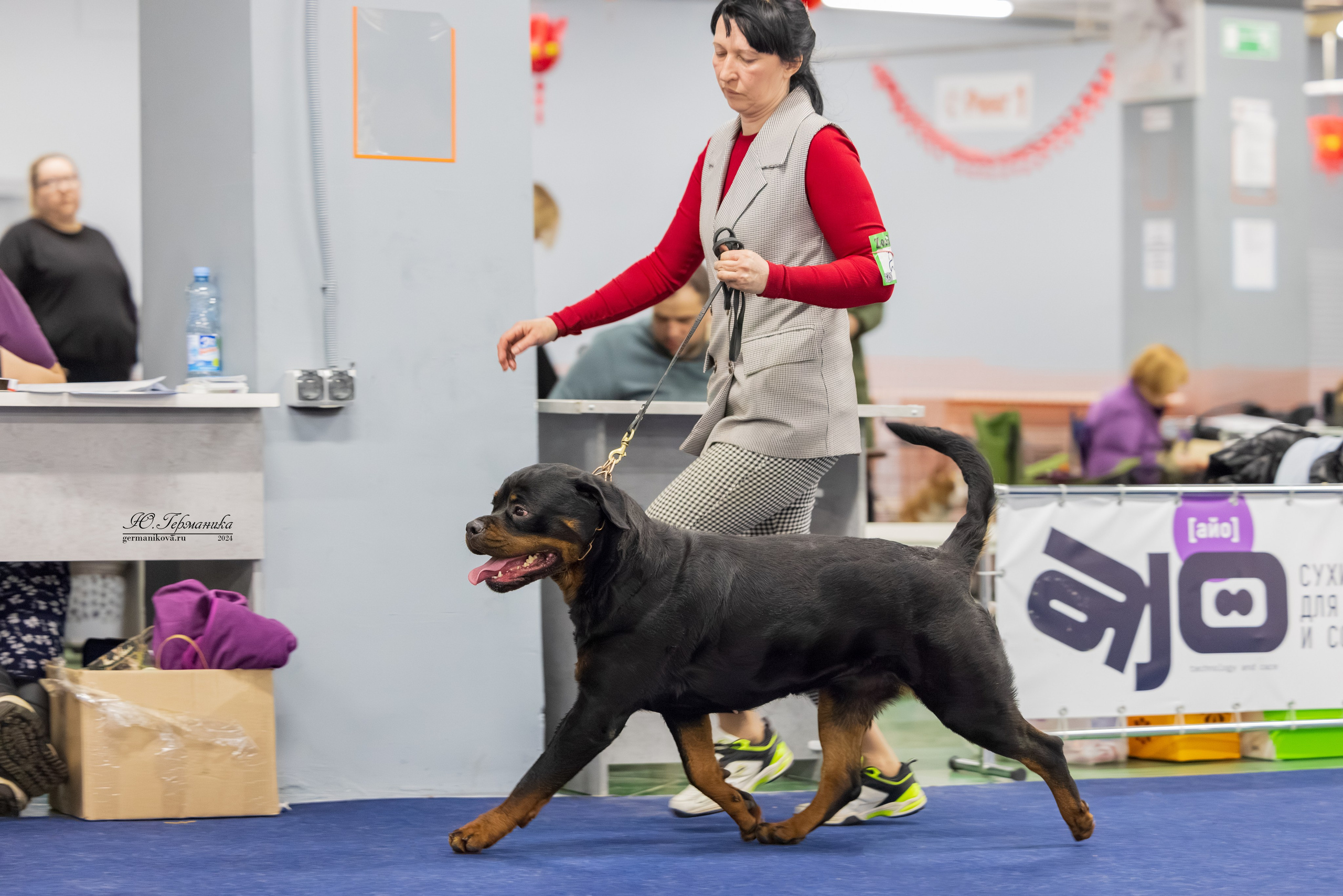 Сфера 08 и 10.03.2024 2хмоно ротвейлеров+2хмоно сао. Фотограф-анималист Юлия Германика