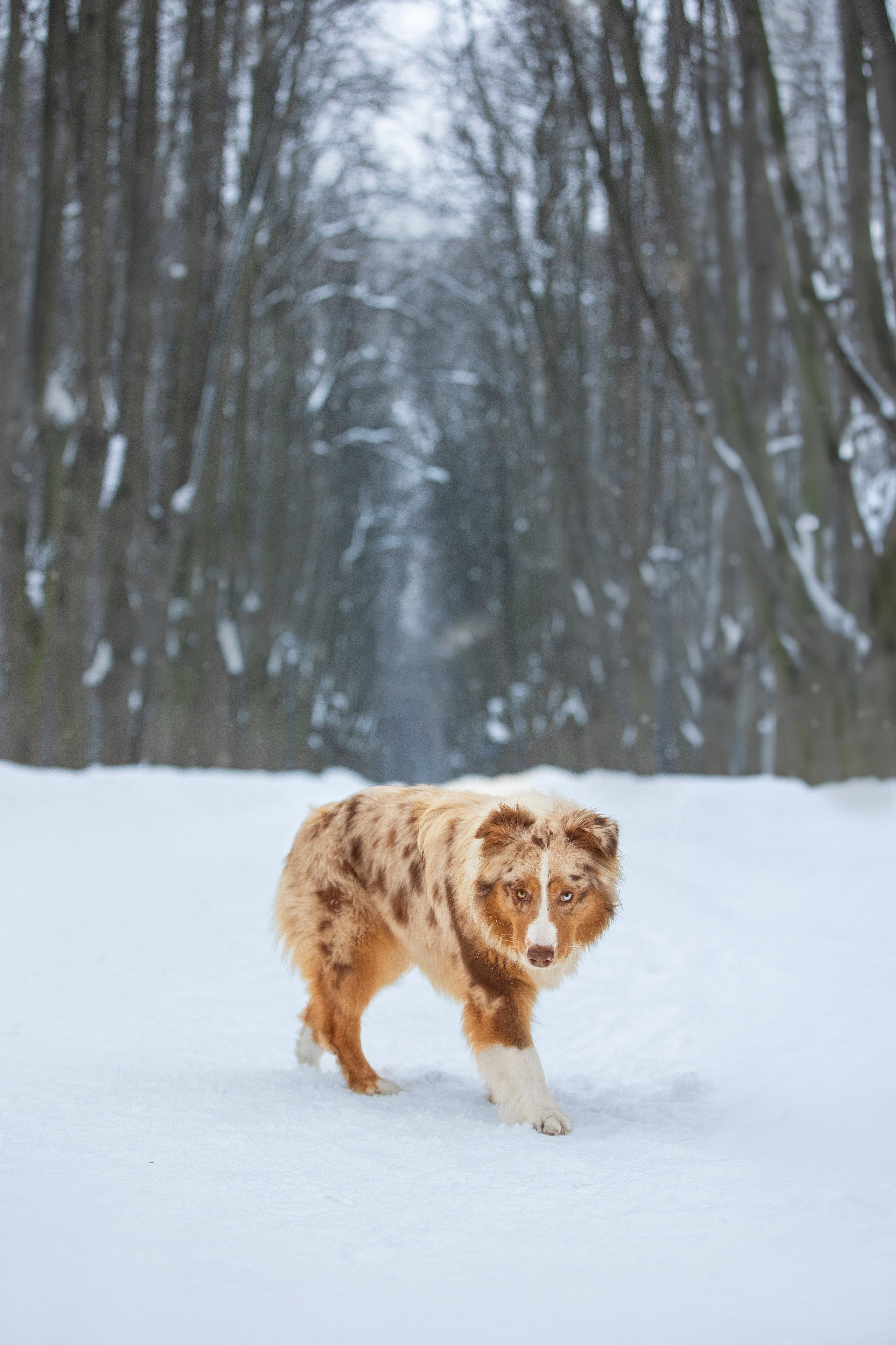 Настя, Игорь, Тесс и Марс. Фотограф анималист в Москве Майорова Евгения