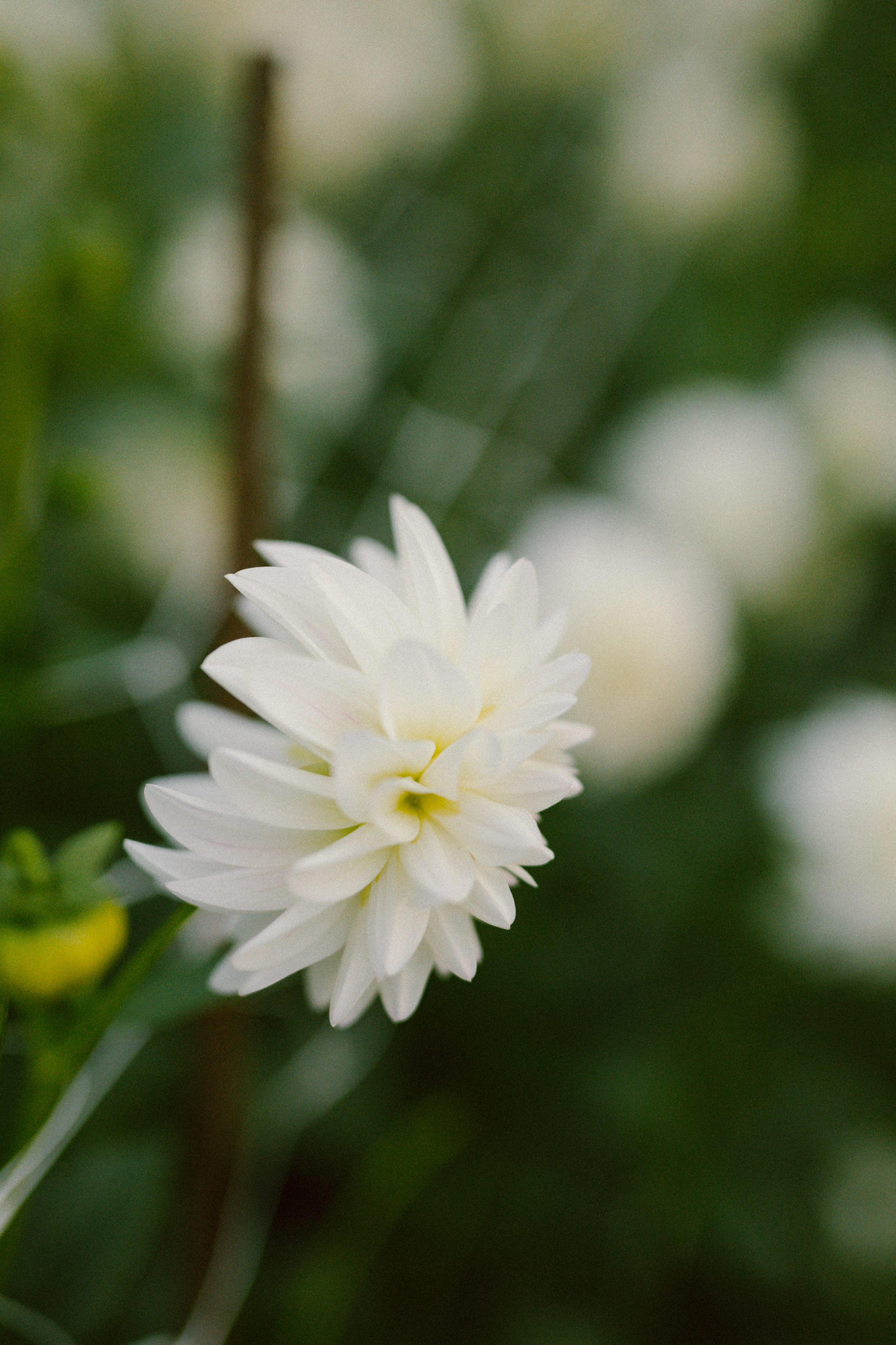 Пряный август. Варвара Синицына: семейный фотограф в Москве