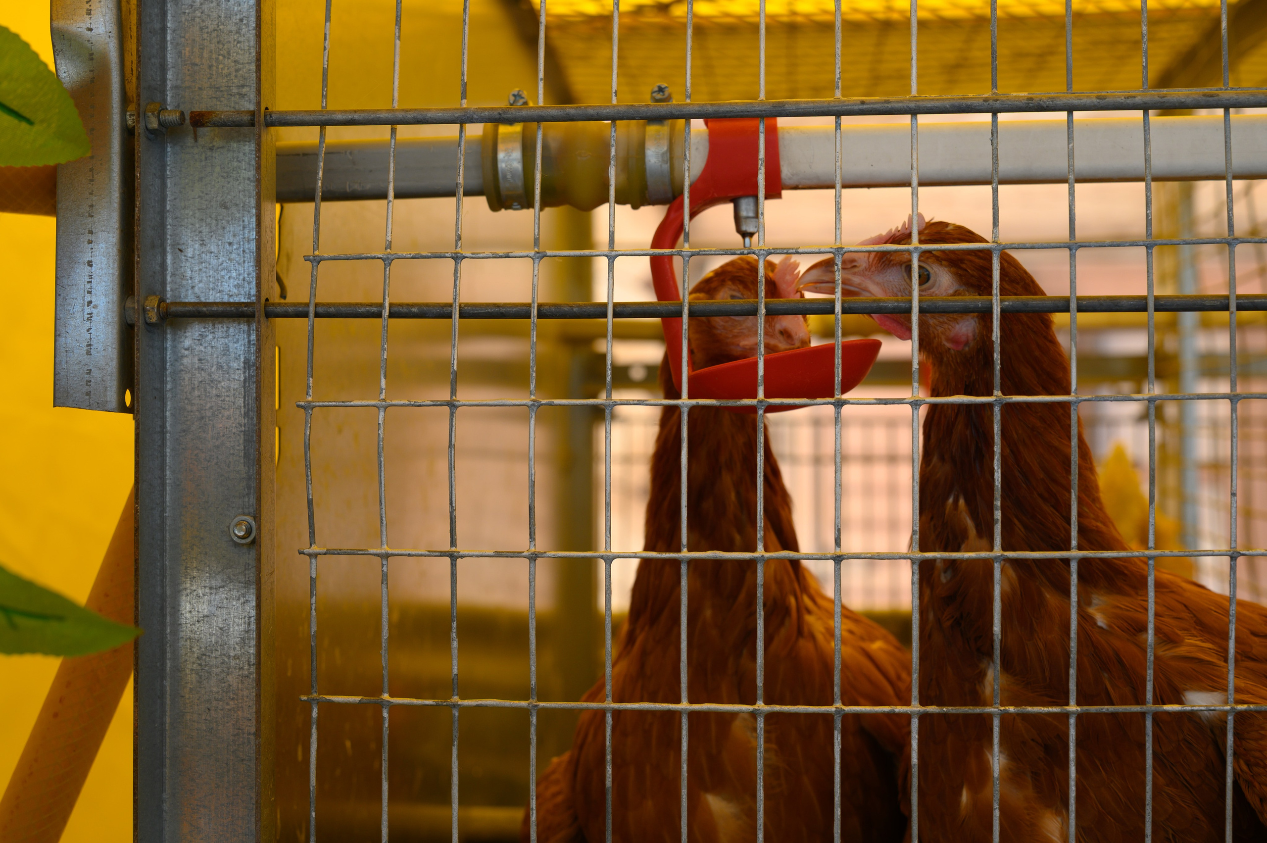 Агровыставка. Фотоуслуги, услуги фотографа, фотографирование важных событий