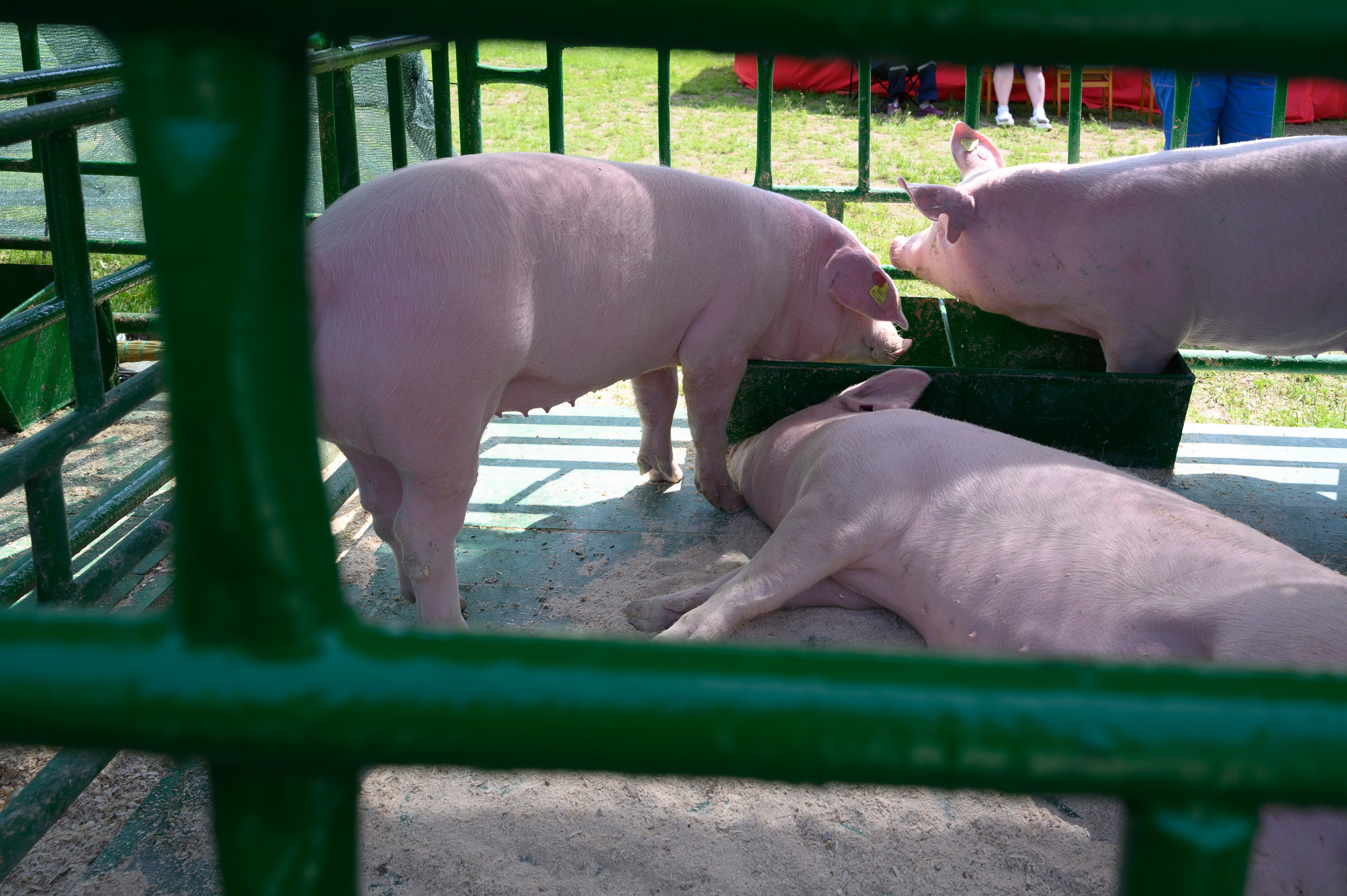 Агровыставка. Фотоуслуги, услуги фотографа, фотографирование важных событий