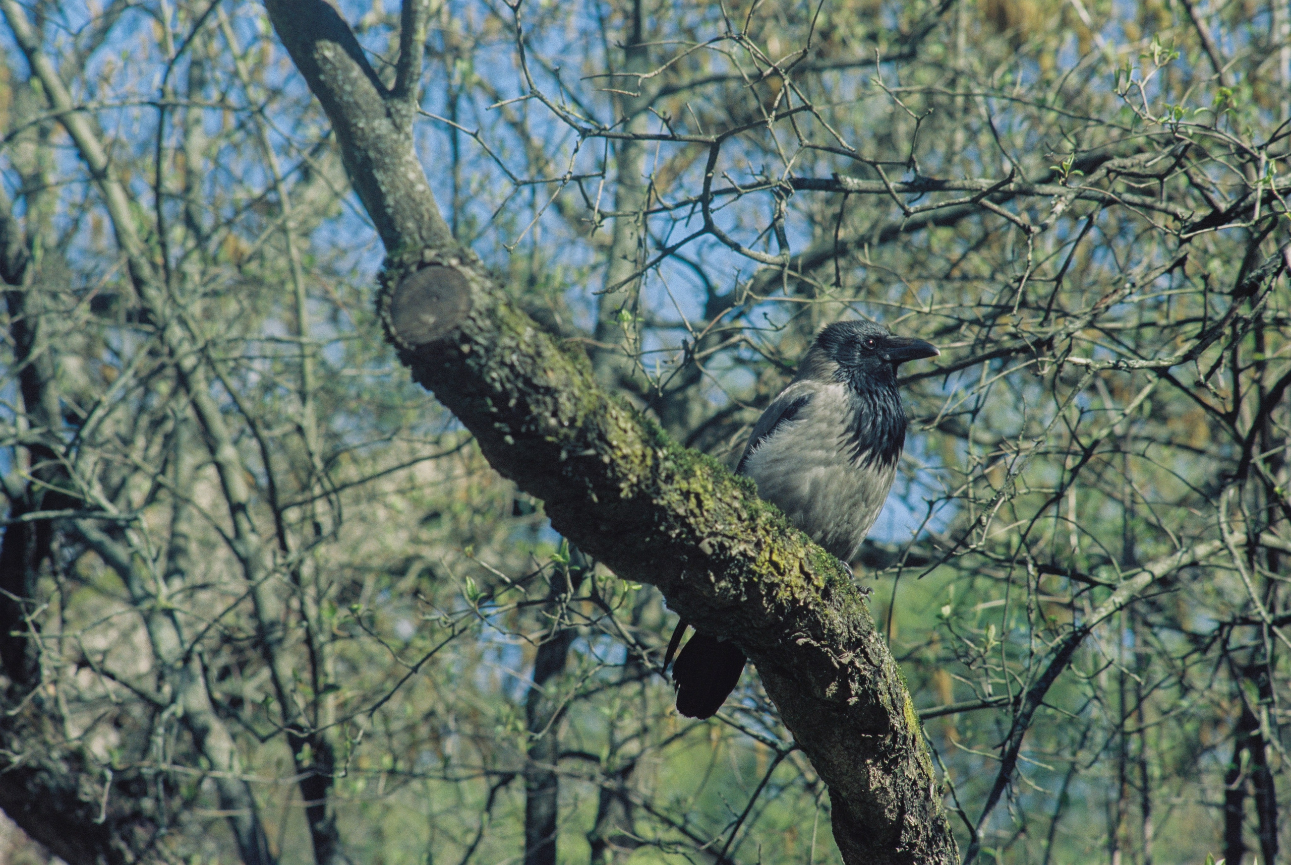 Плёночная весна 2025. Илья Михачёв Фотограф ПРО людей