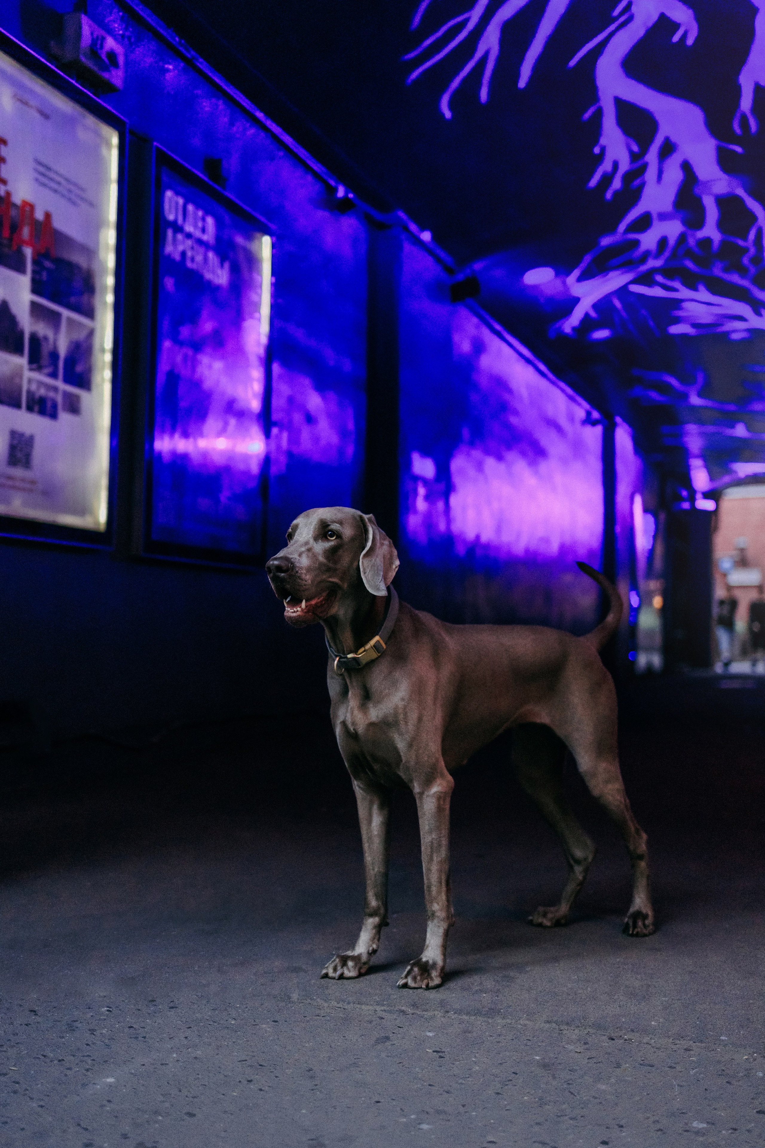 Соня и Майли. Фотограф-анималист Елена Радченко, Москва