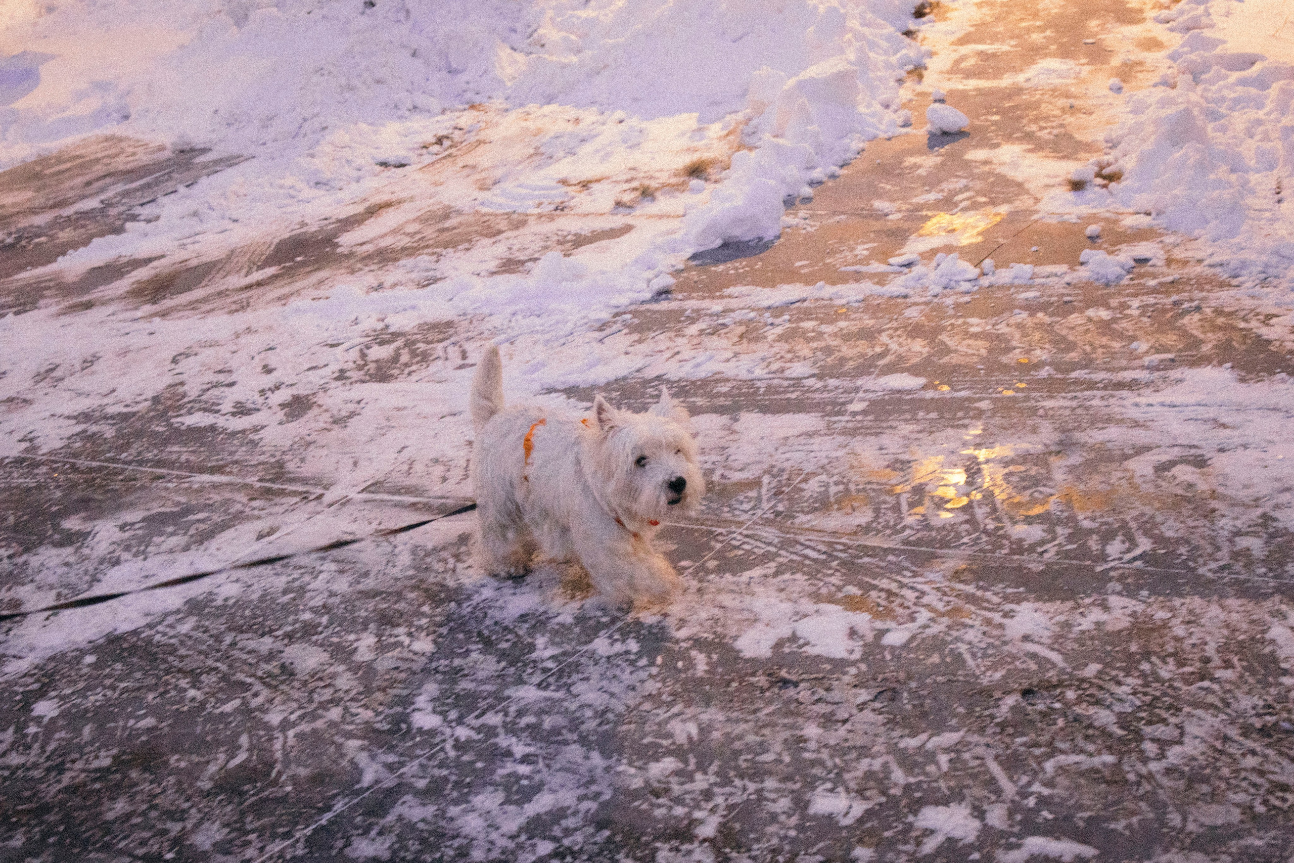 Арина и Обеликс. Фотограф Виктория Куприянова