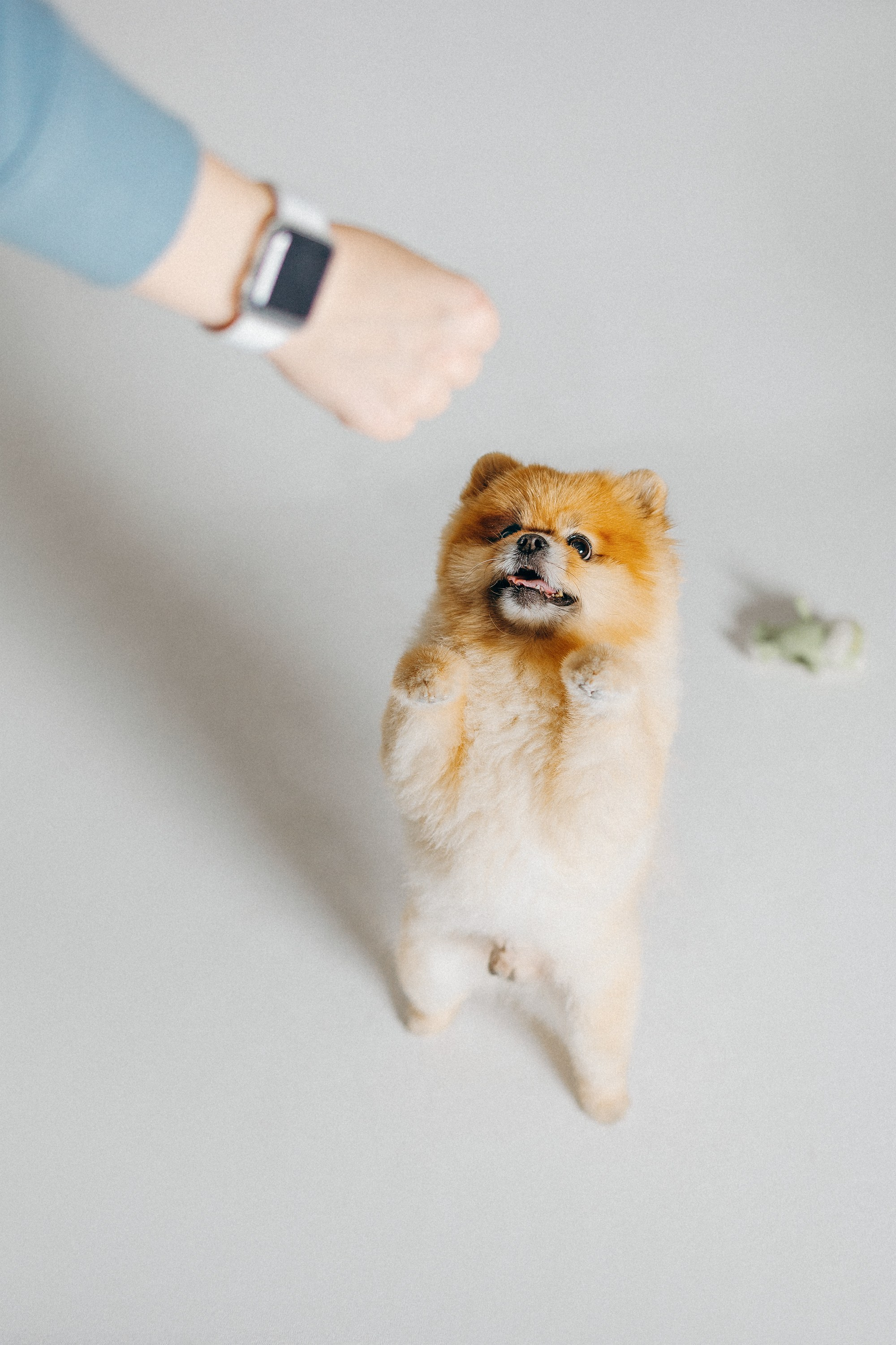 Индивидуальная фотосессия Лизы. Фотограф. Фотограф-анималист. Москва