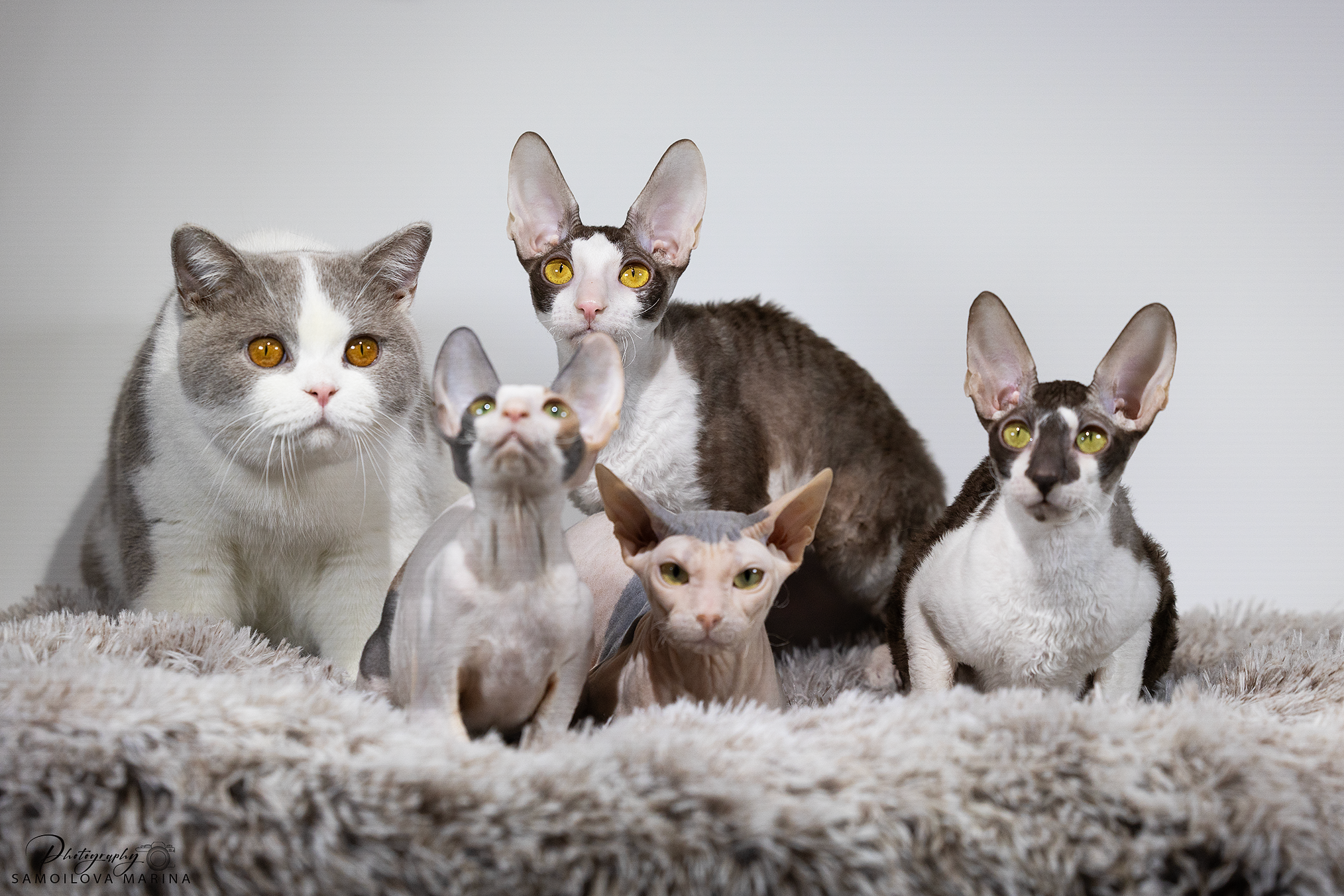 Кошки. Фотограф-анималист в Москве и МО Самойлова Марина