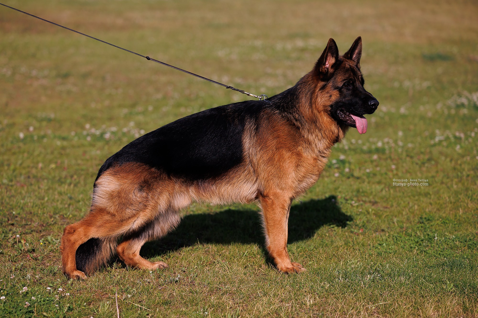 Экстерьерная фотосъёмка немецких овчарок. Фотограф собак, фотограф-анималист Аня Титова (Titanya). Москва