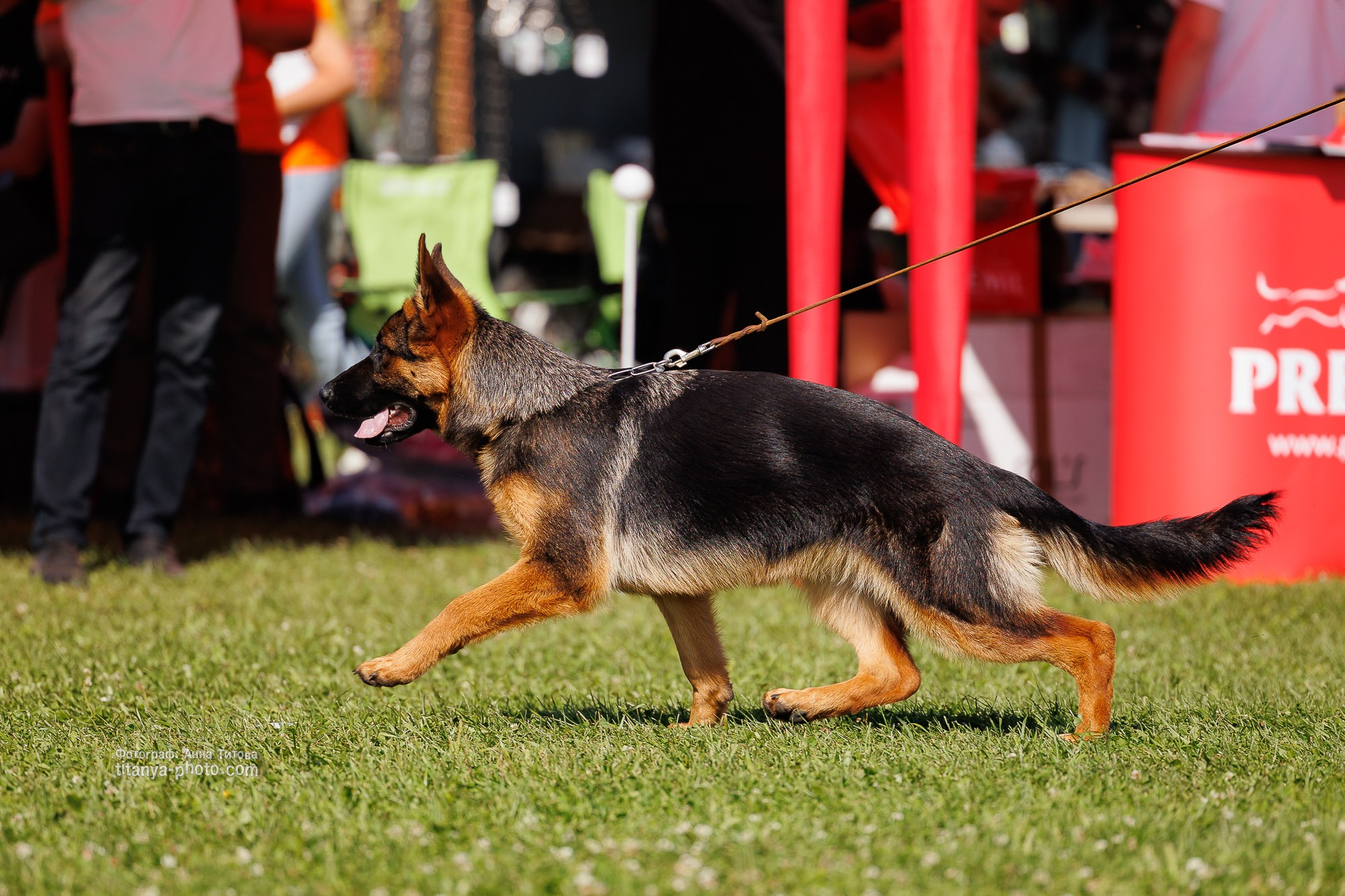 Немецкие овчарки: фото из рингов и вне ринга, мутпроба (фотографии с выставок). Фотограф собак, фотограф-анималист Аня Титова (Titanya). Москва