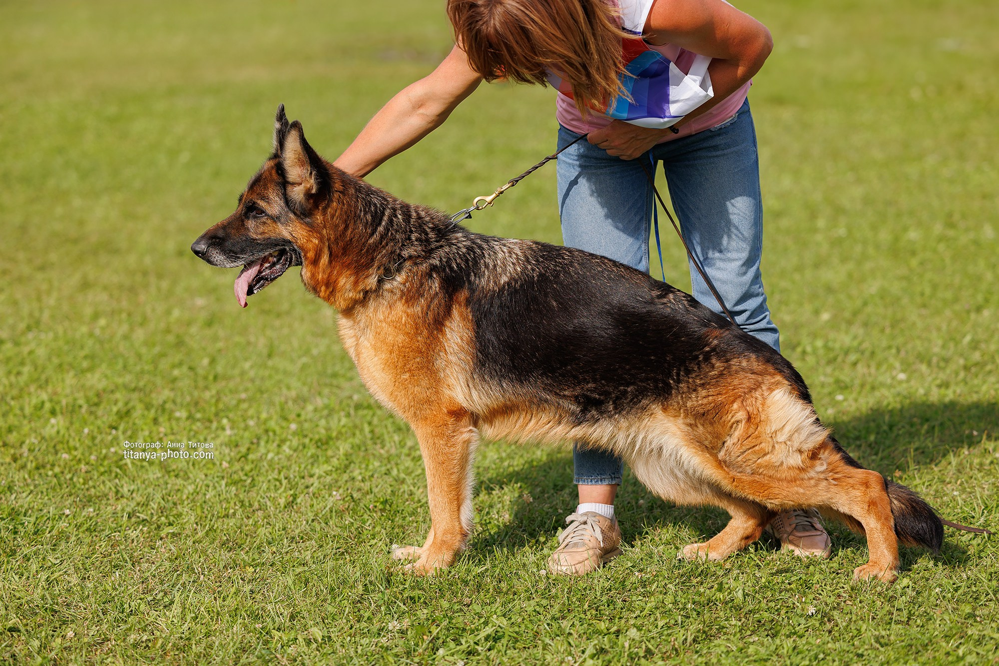 Немецкие овчарки: фото из рингов и вне ринга, мутпроба (фотографии с выставок). Фотограф собак, фотограф-анималист Аня Титова (Titanya). Москва