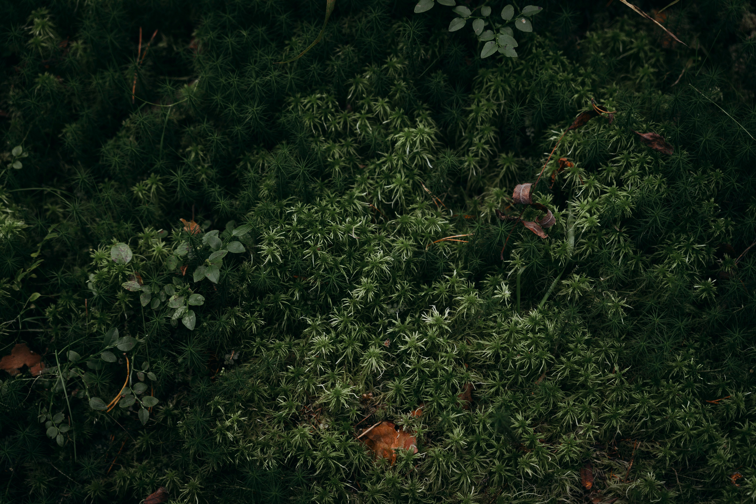 Молчановы. Многолетний проект о молодой семье. Фотограф в Москве Савкина Евгения