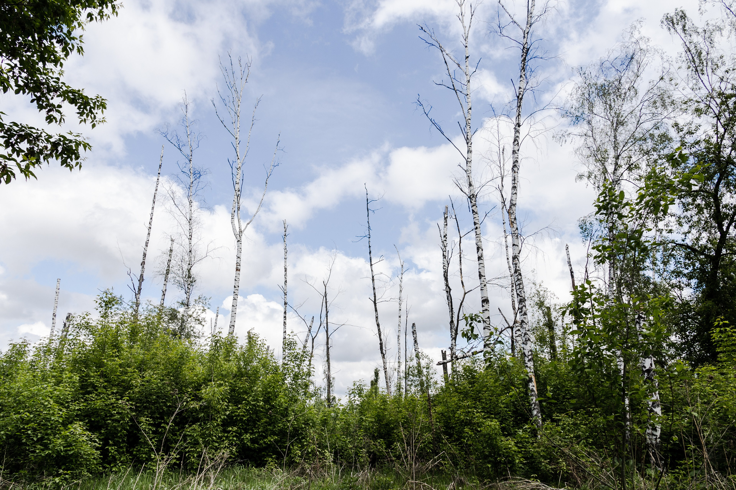 Открытый мир. DASHA KALNINA