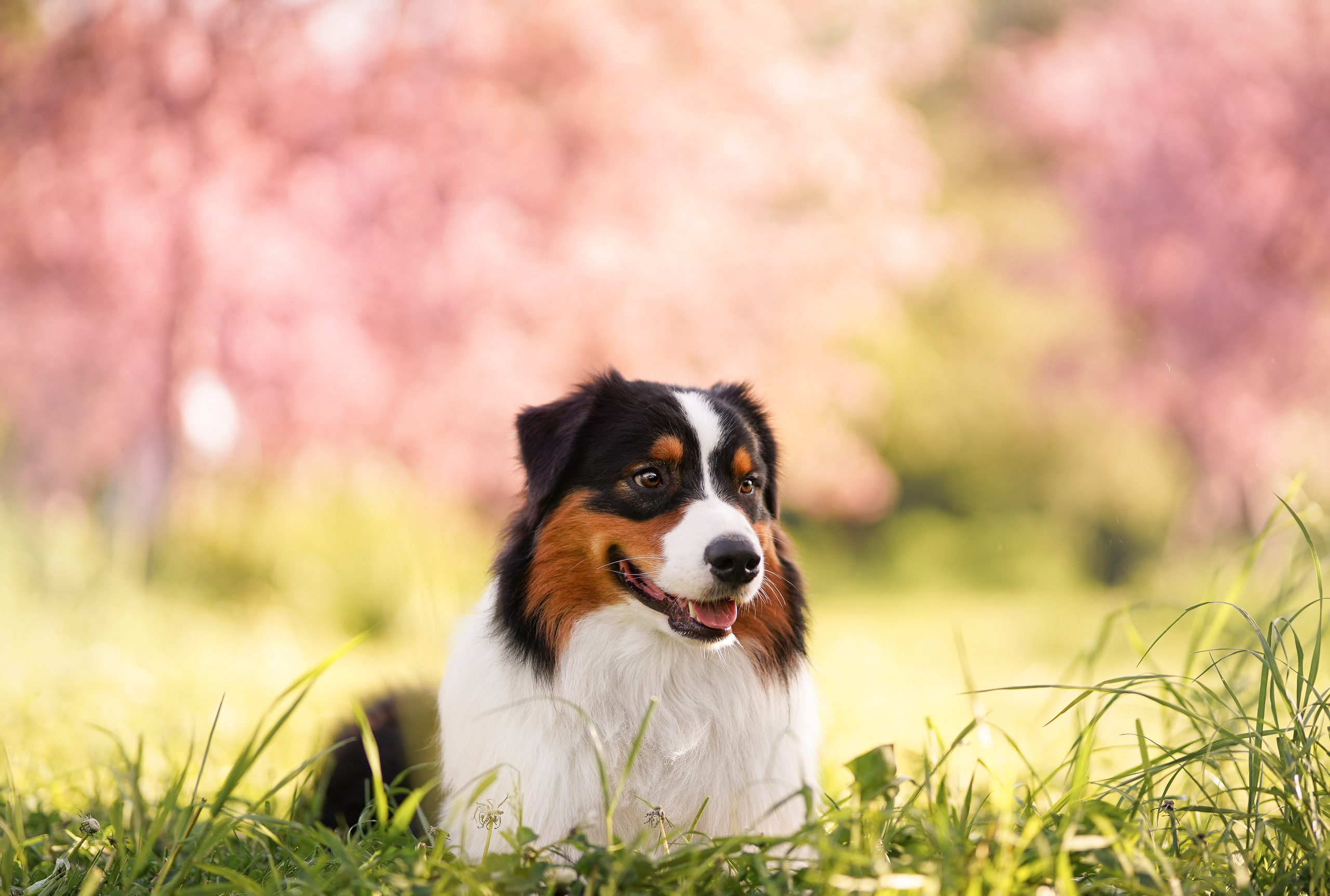 Аусси в Яблоневом саду. Фотограф-анималист в Санкт-Петербурге Яна Мартынова