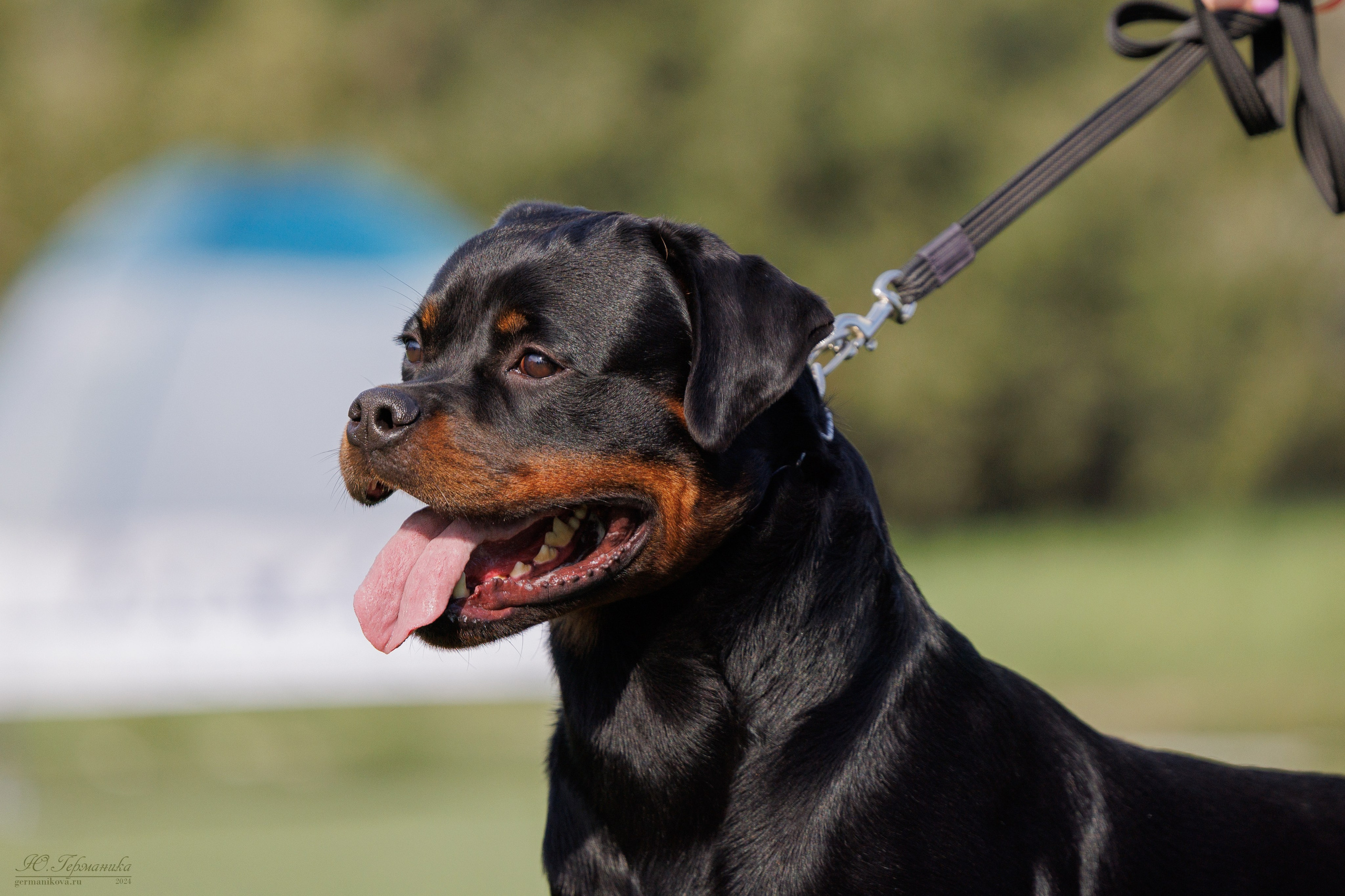 Анапа ротвейлеры 14-15.09.2024. Фотограф-анималист Юлия Германика