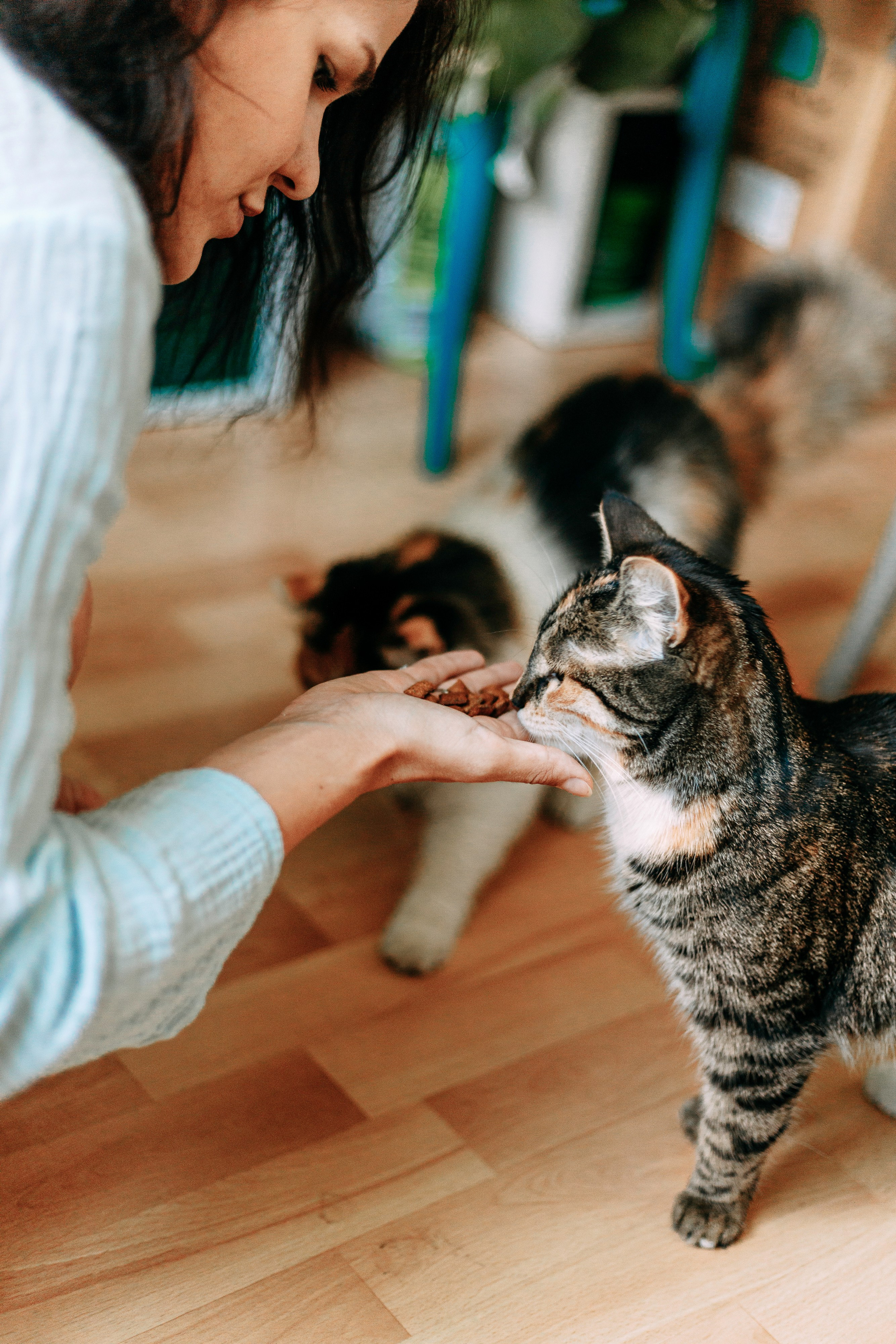 ИРА, САША И 5 КОШЕК