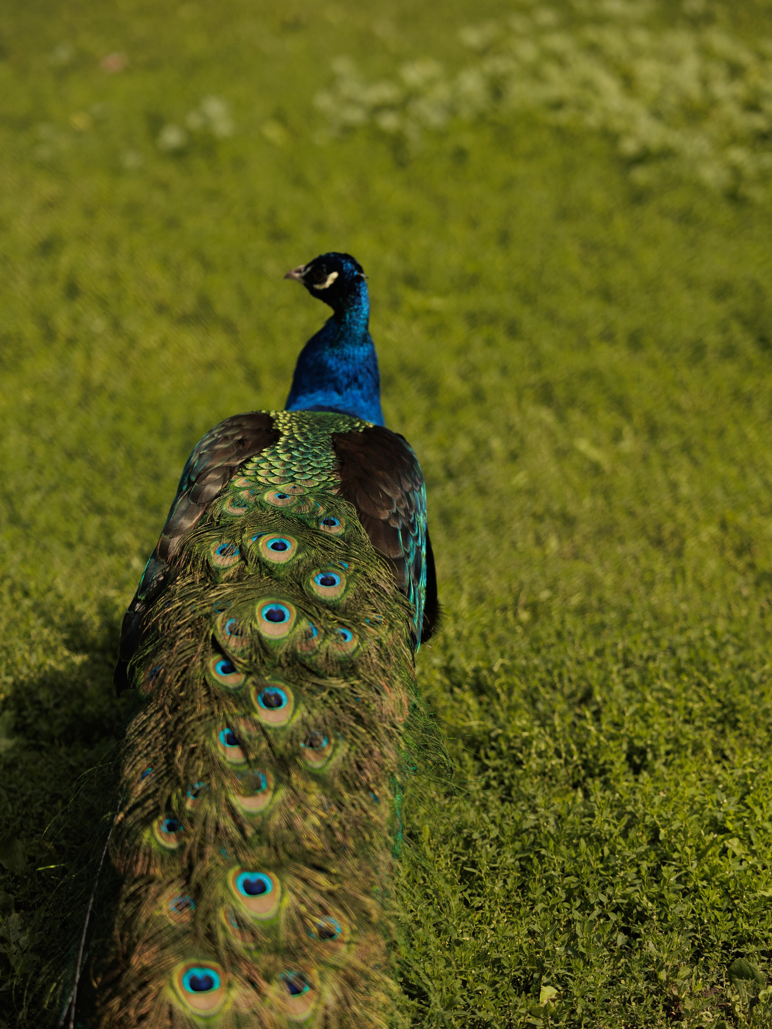 Мурат и Маргарита. Свадебный фотограф МОСКВА ЛИПЕЦК Ольга Шишук