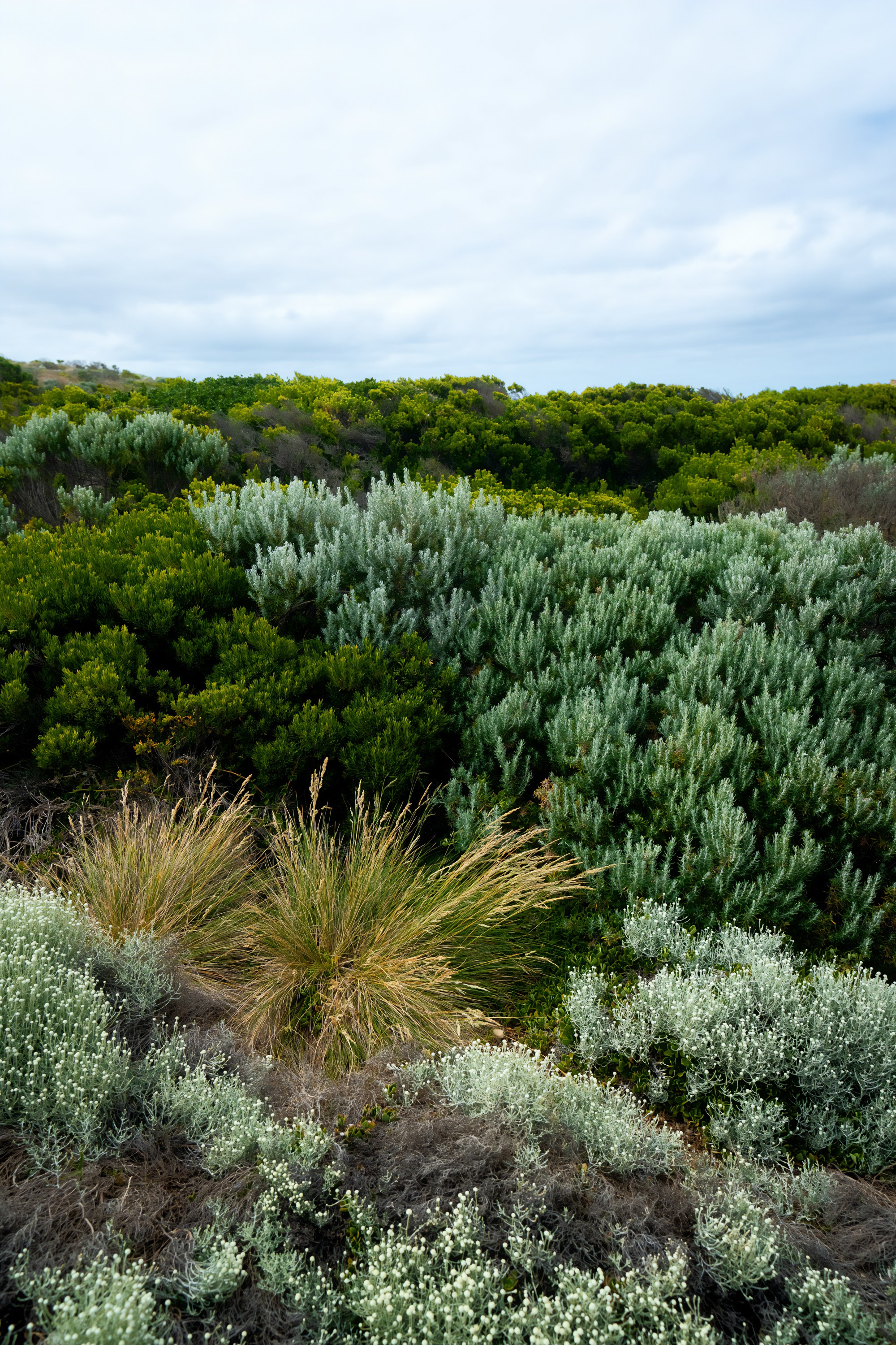 Австралия. Фотограф в Хабаровске. Фотография за 24 часа