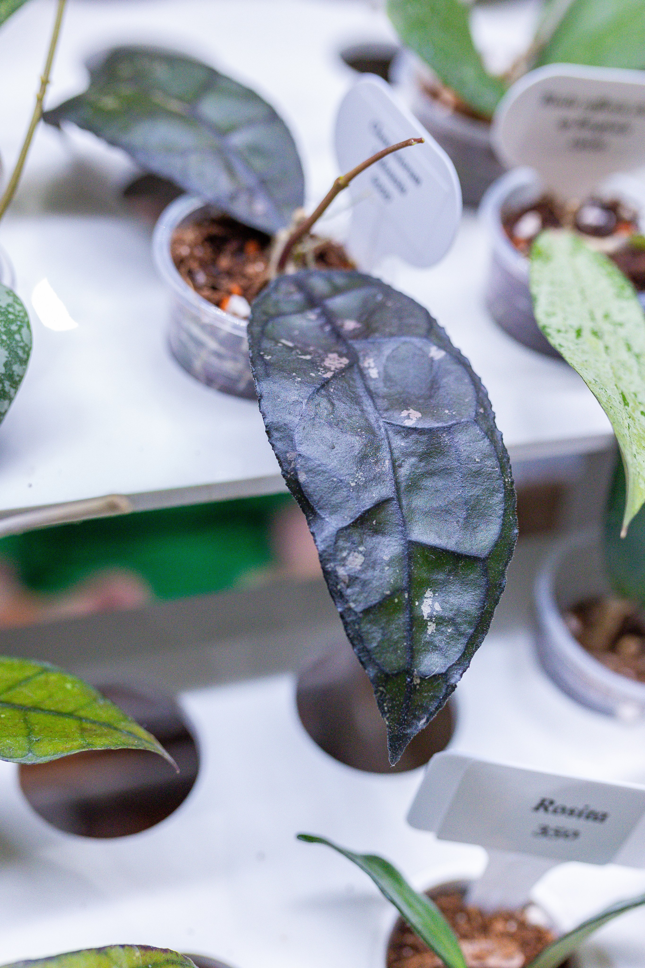 Орхидиум 12.2025. Александра Куликова фотограф, Москва