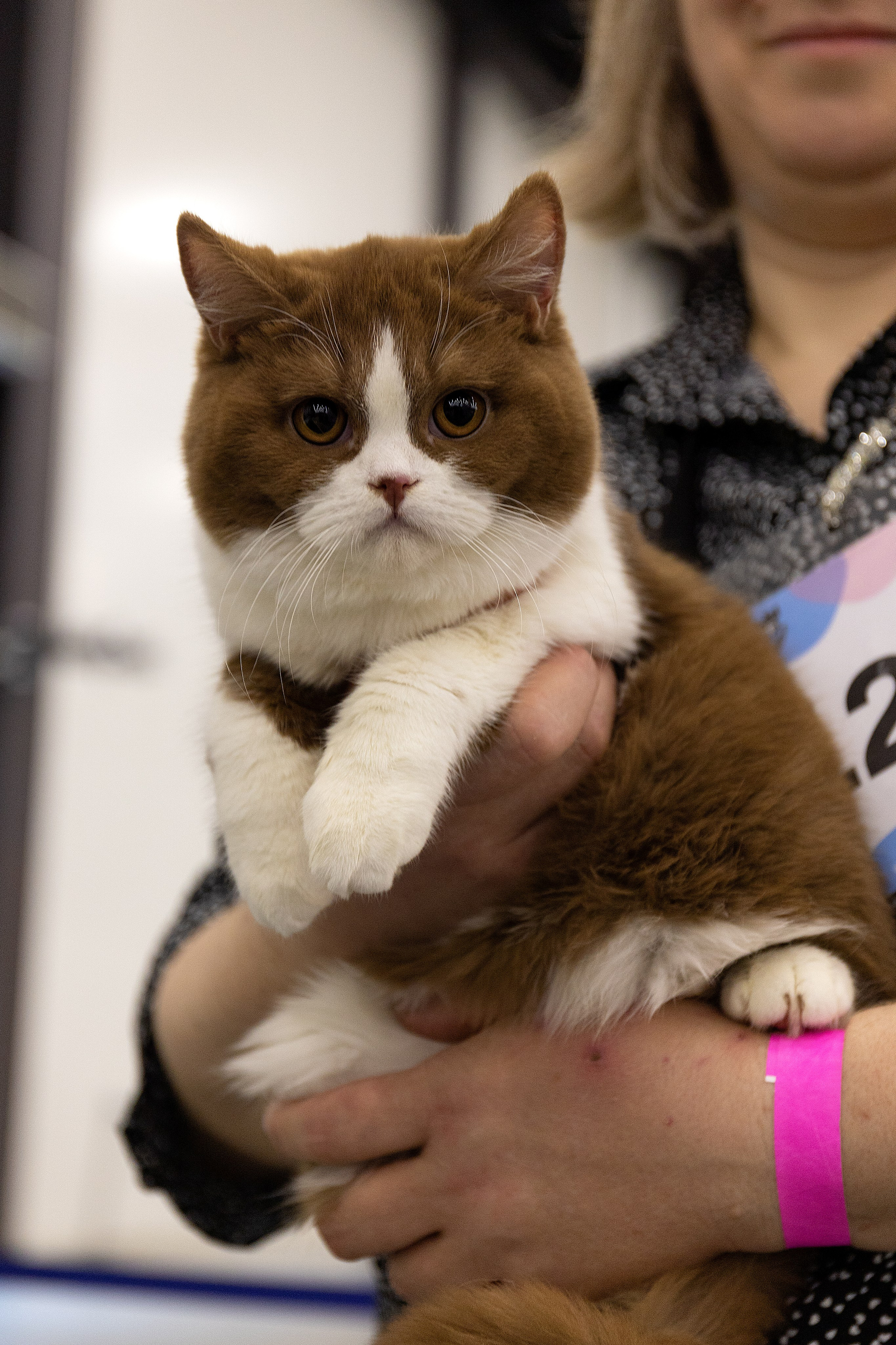 Анималистика