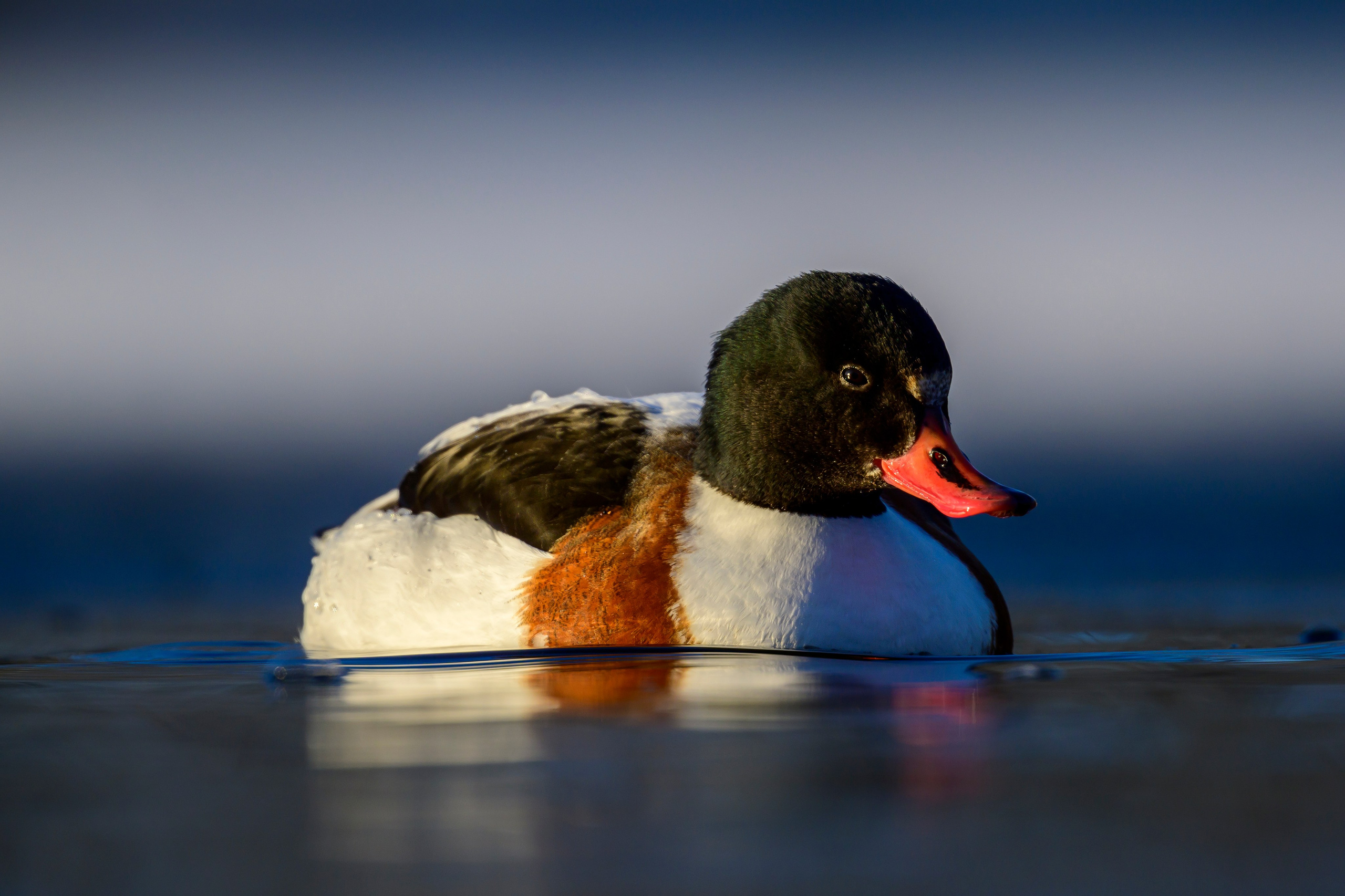 Нырки, гуси, лебеди. Pochards, geese, swans. Wildlife photography by Sergey Puponin