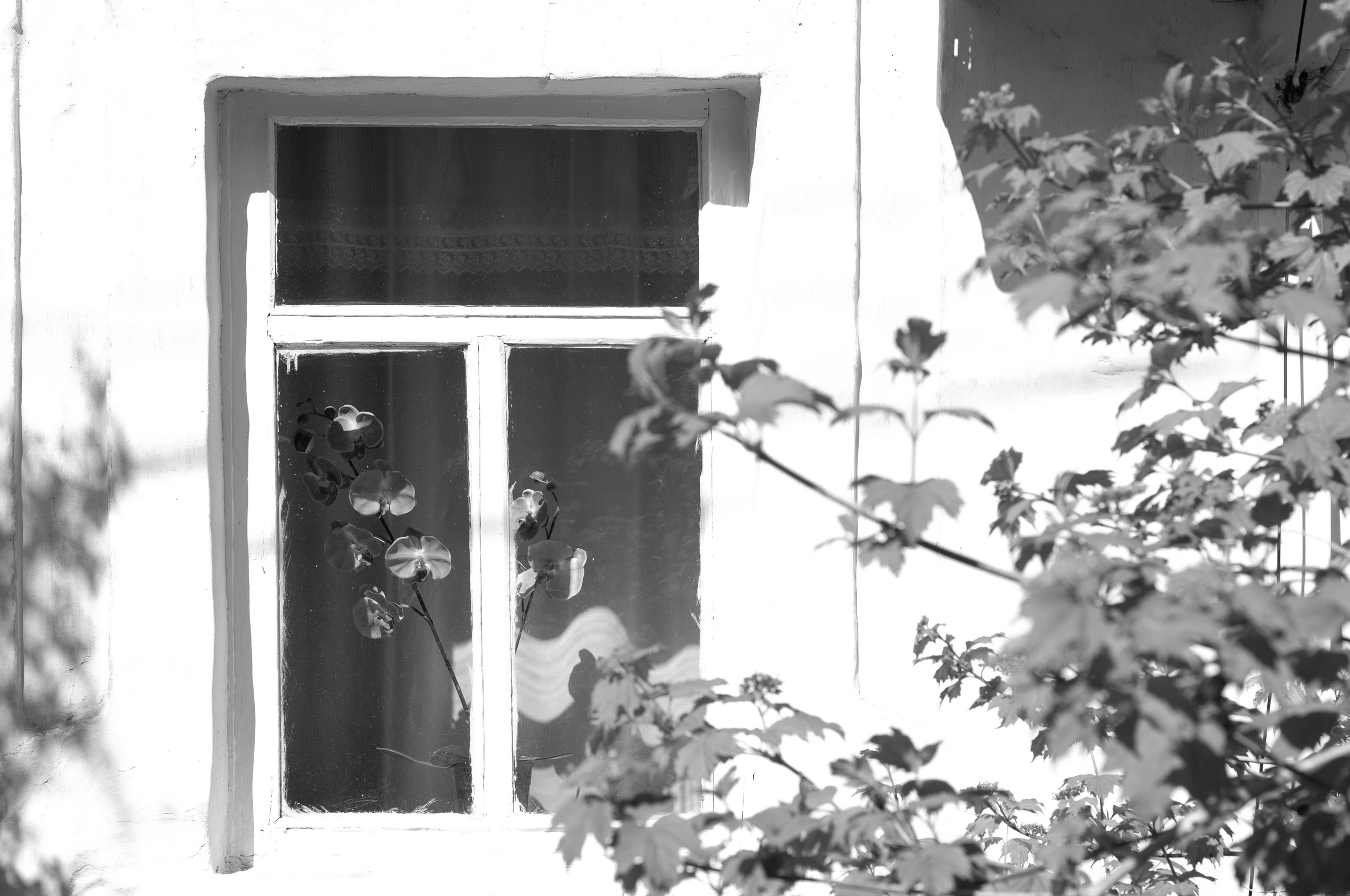 Чёрно-белая, магическая. Сейчас вылетит ПТИЧКА! Фотосессии в Керчи