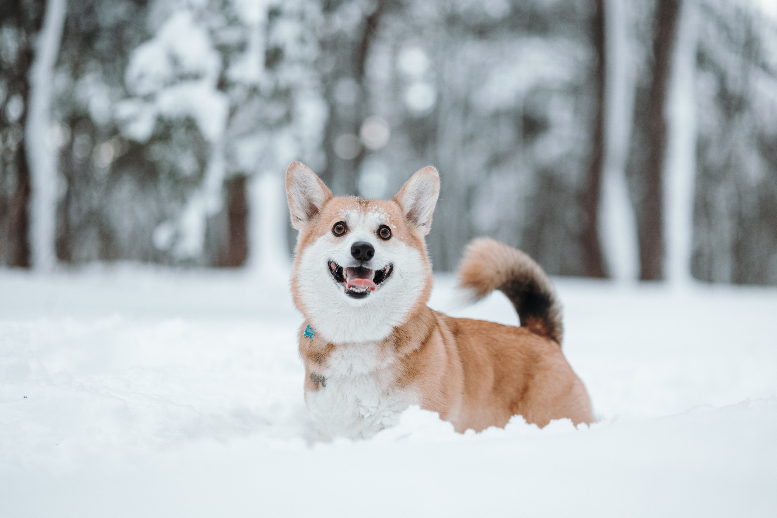 Оливка и ее семья. Фотограф — Анималист | Санкт-Петербург