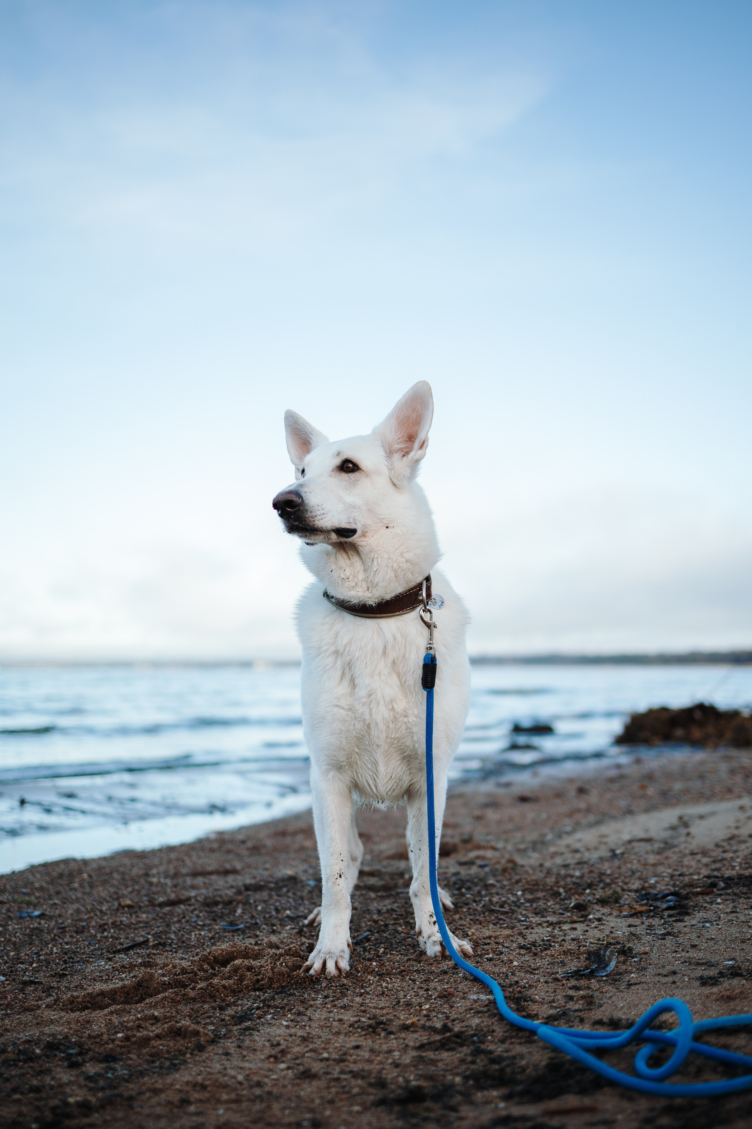 Настя и Эва. Фотограф — Анималист | Санкт-Петербург