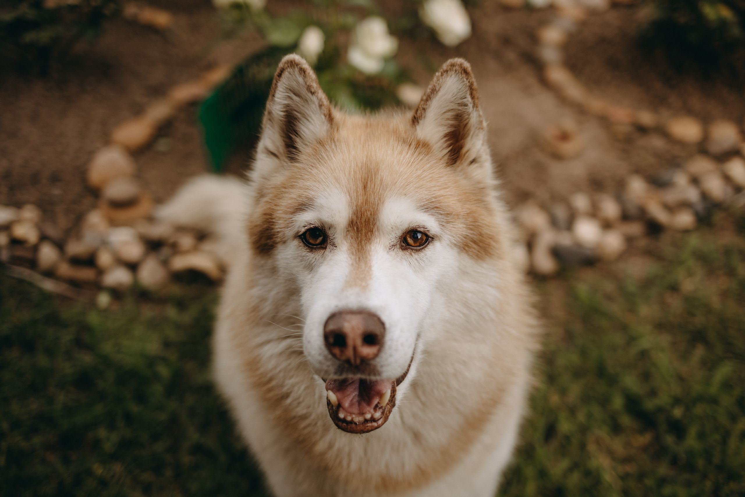 Дом у реки. Фотограф — Анималист | Санкт-Петербург